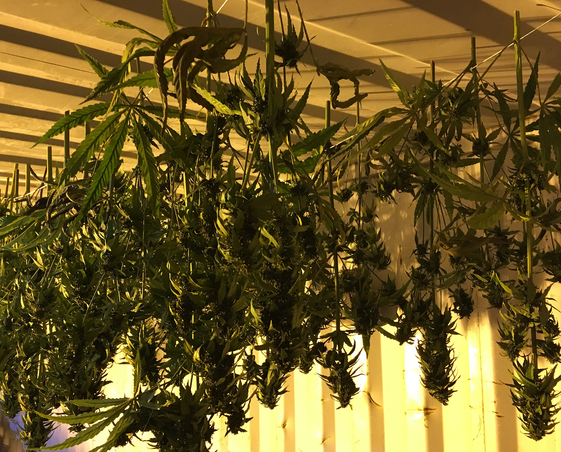 untrimmed harvest