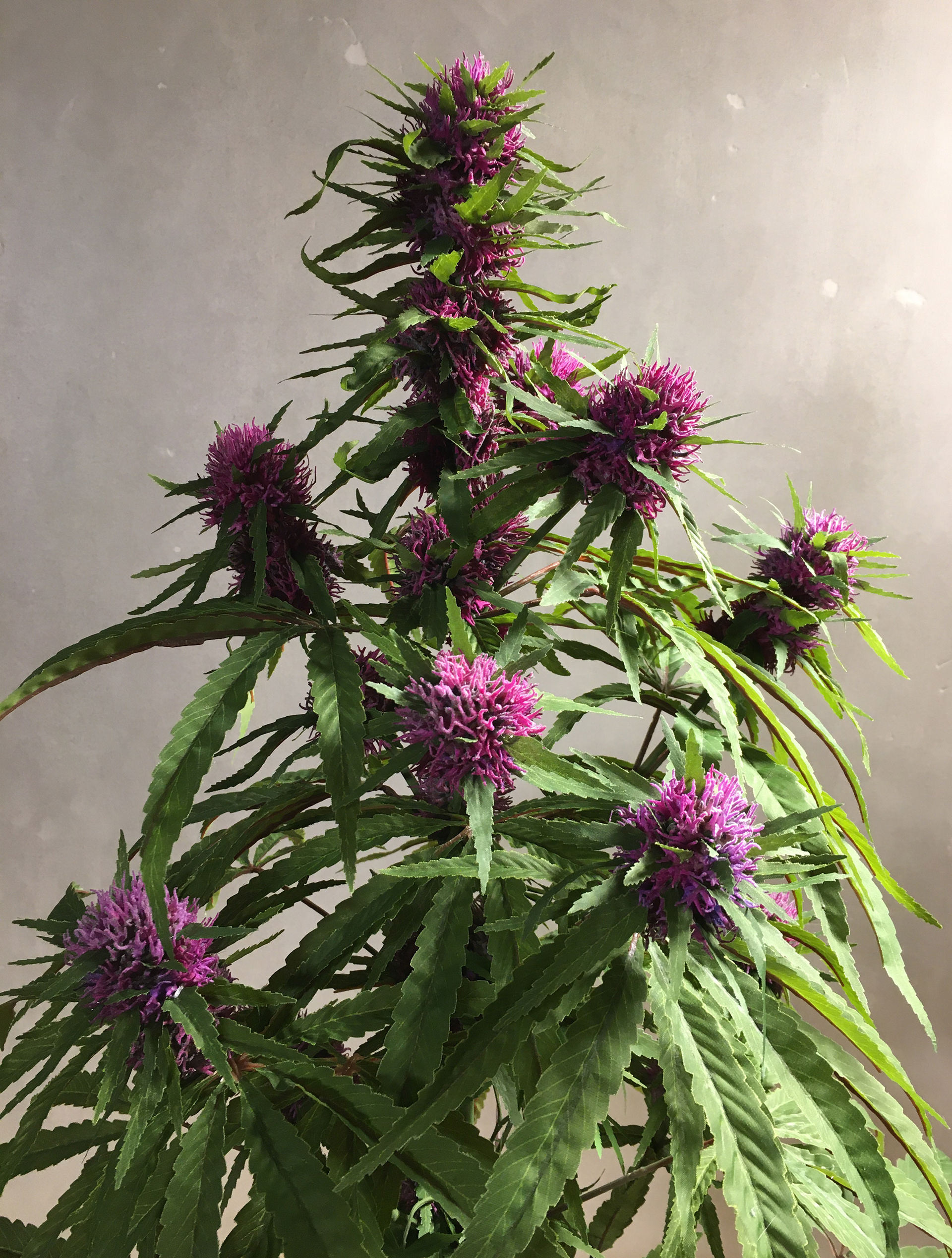 Purple Haze 3ft