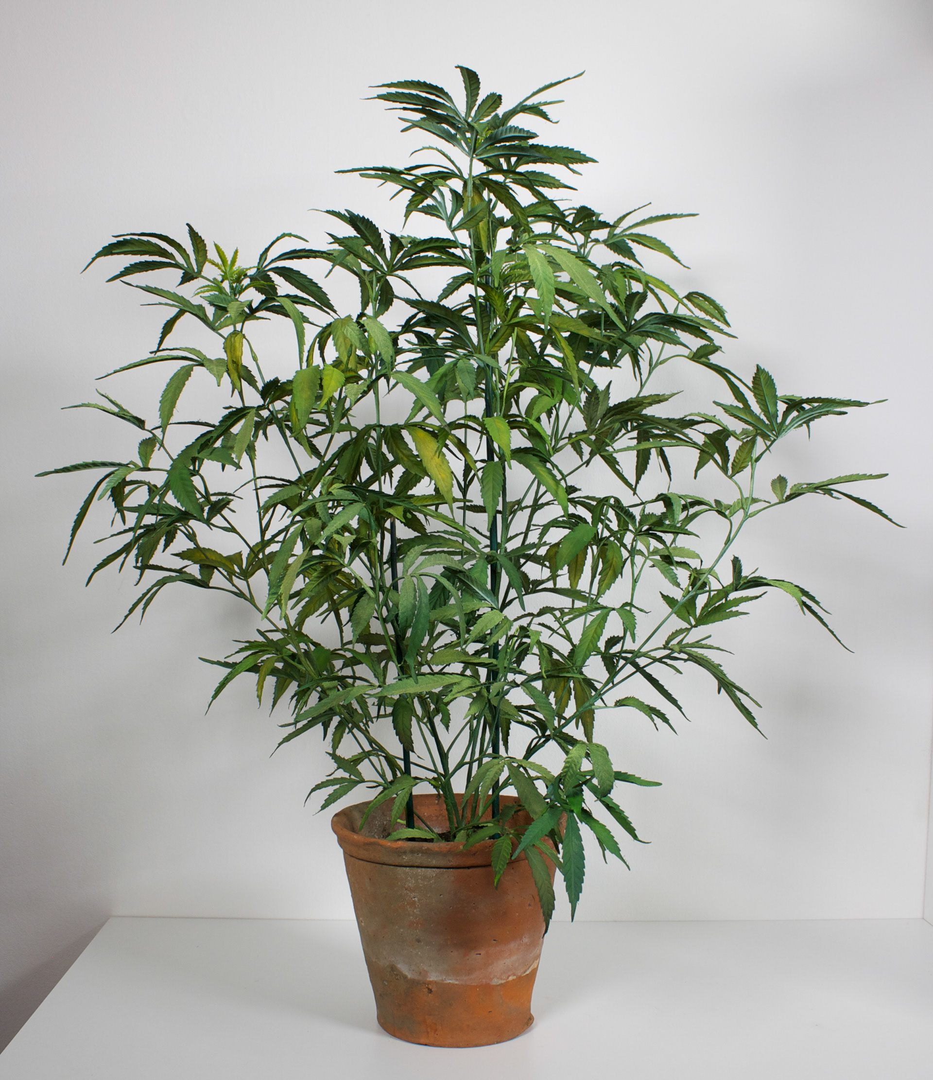 MOTHER PLANT