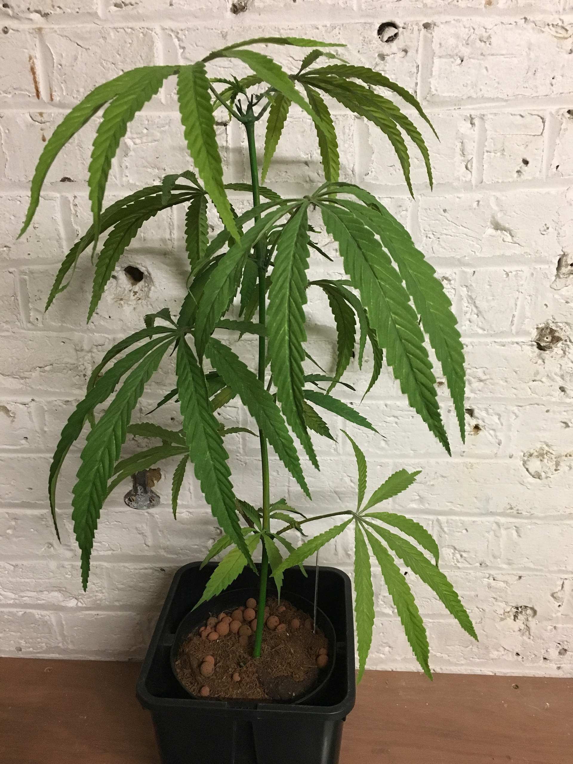 BUBBA PRE_FLOWER