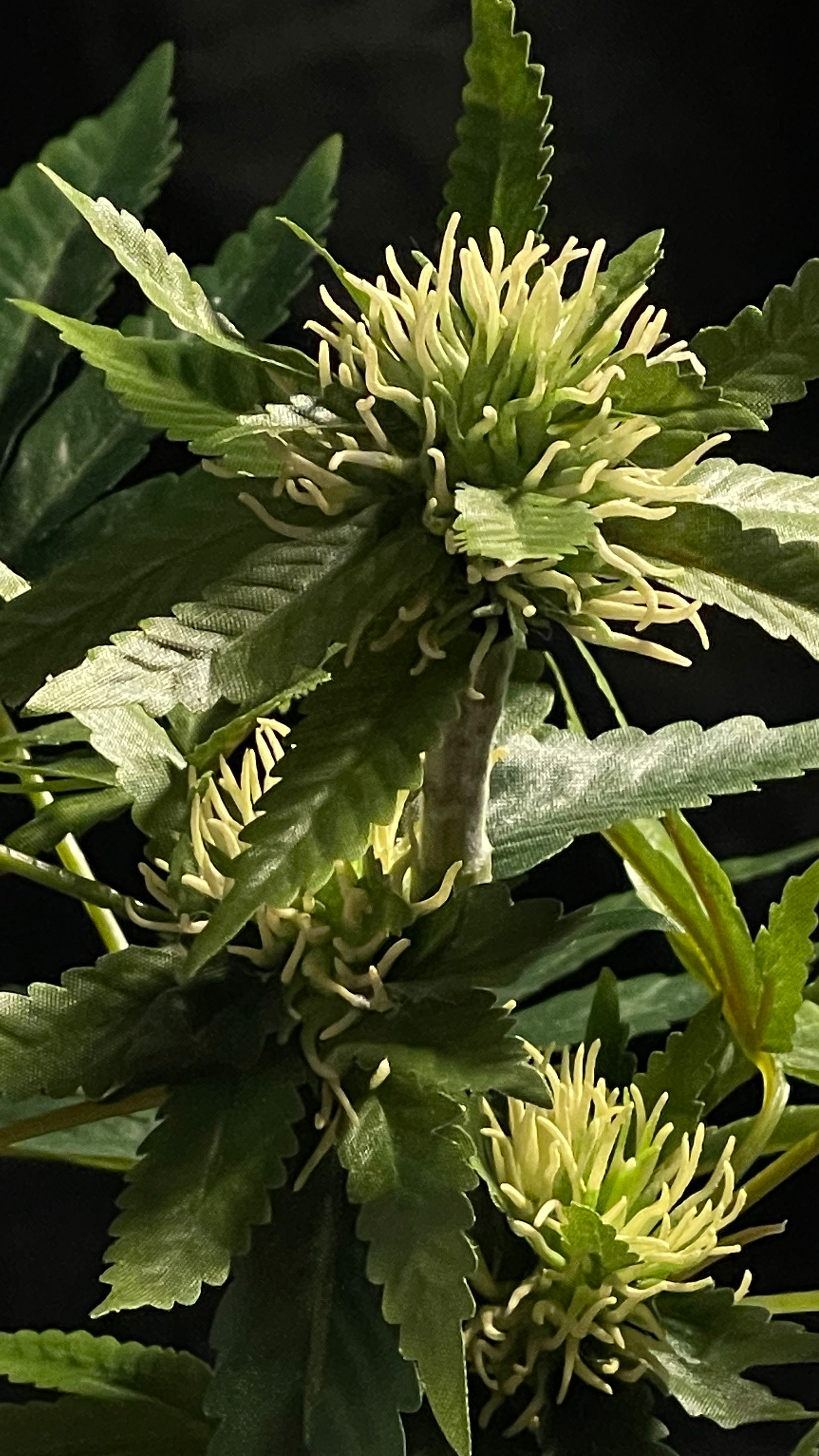 Big close up of fresh flowering indica sativa plant