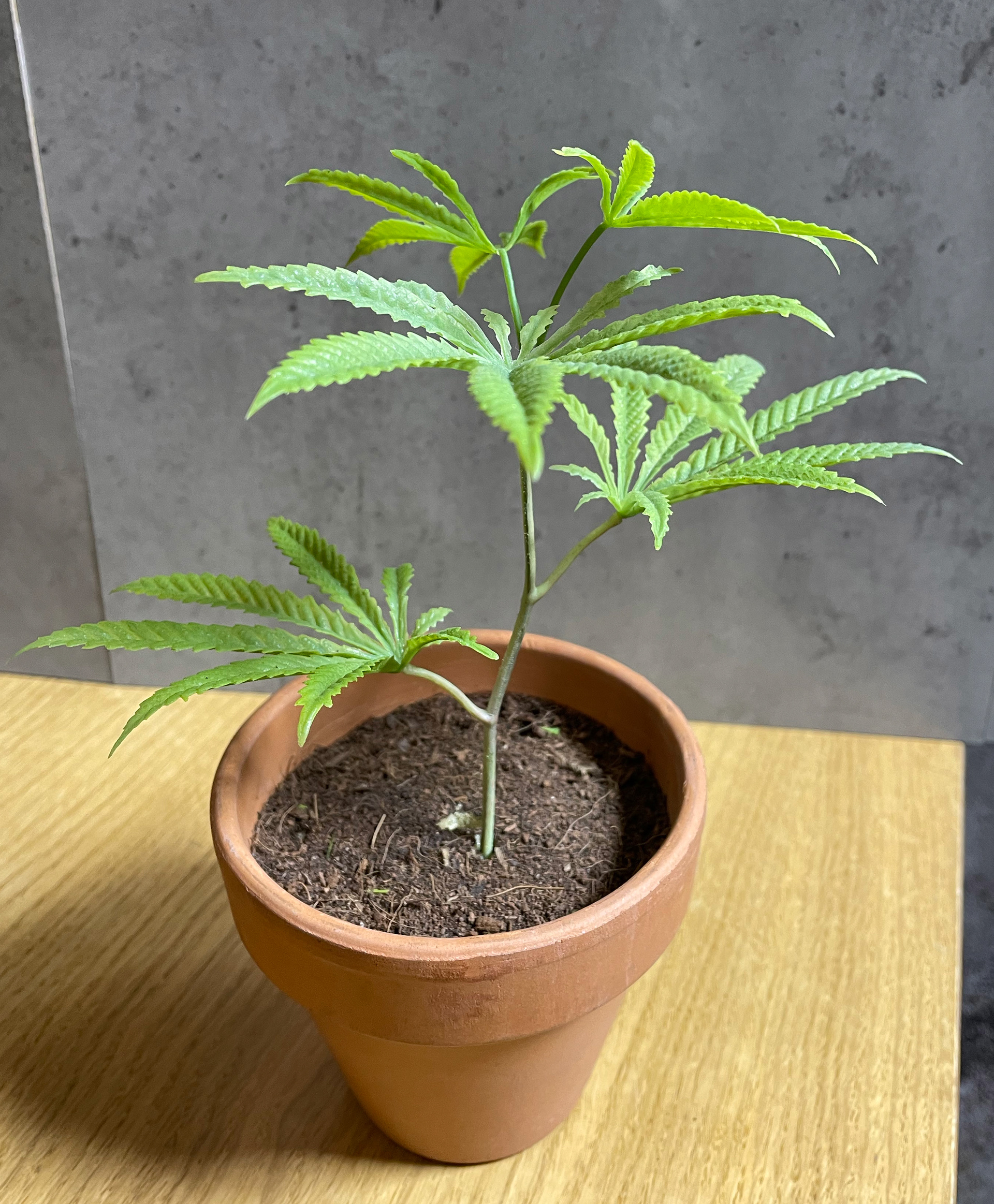 SEEDLING