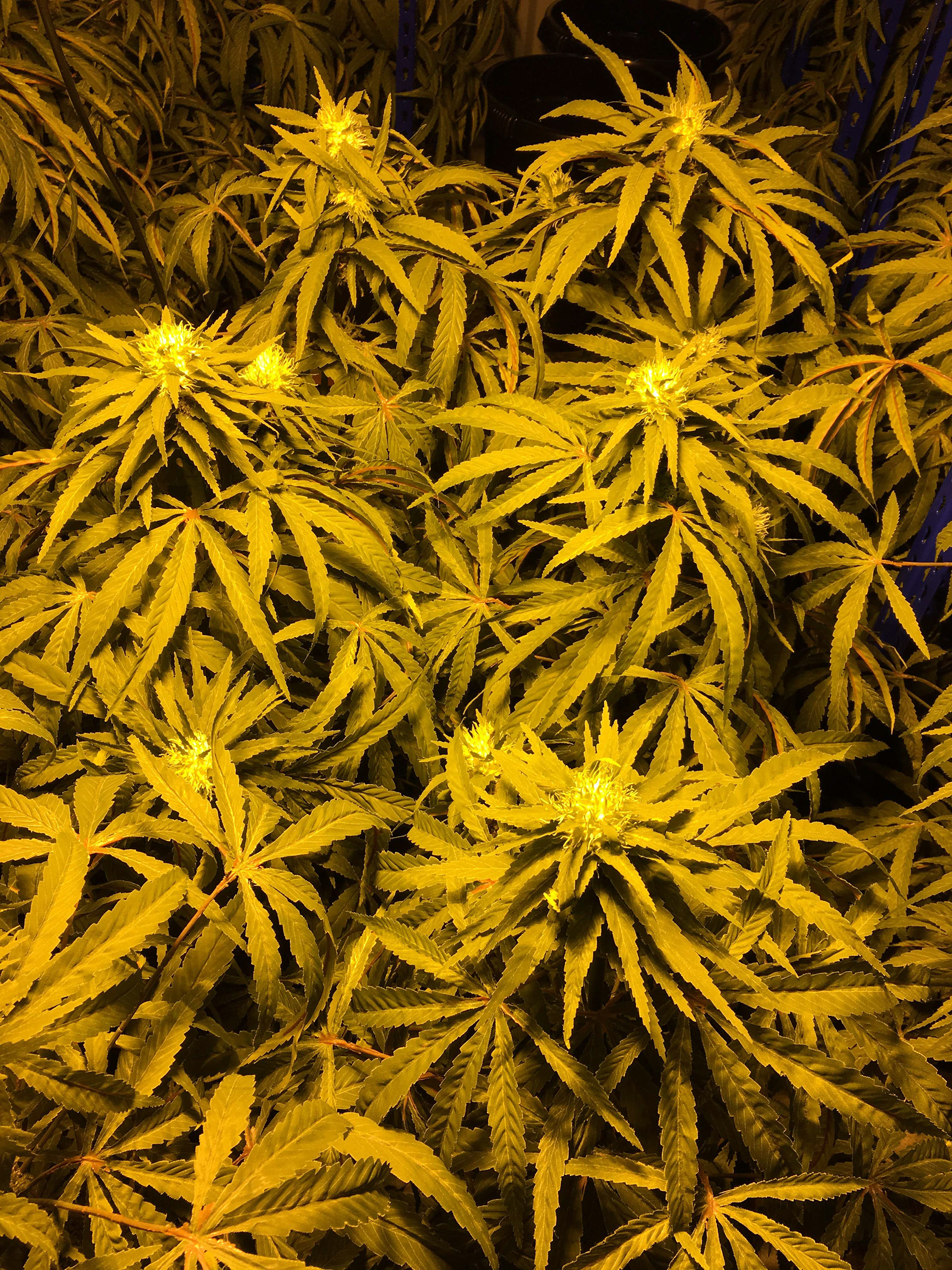 Flowering Trees 4ft