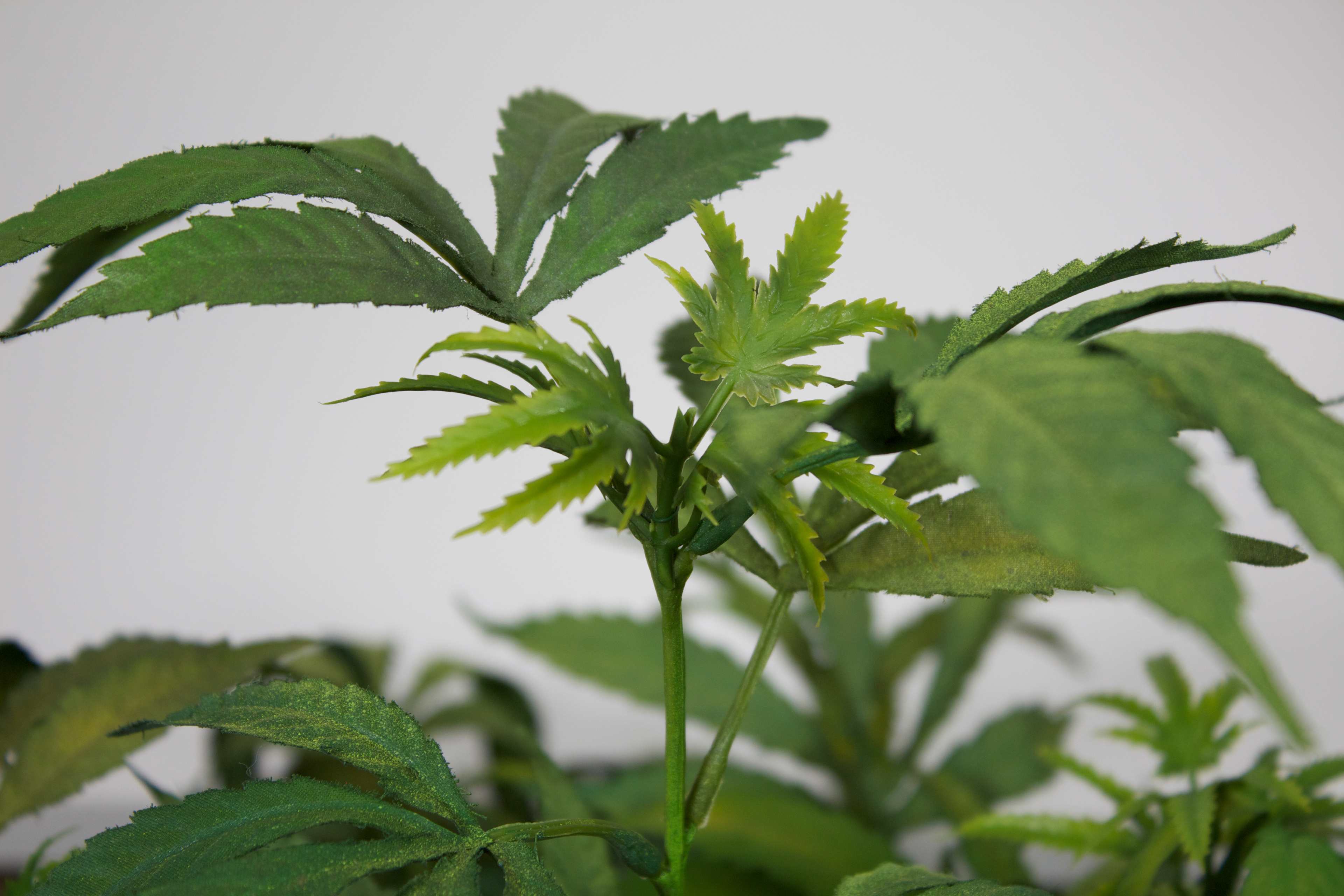 MOTHER PLANT detail