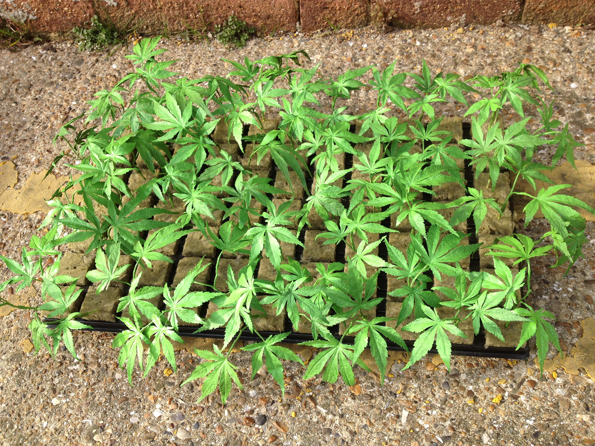 SEEDLINGS