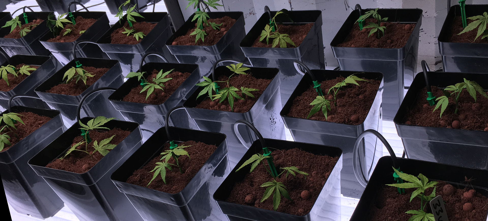 SEEDLINGS in industrial setting