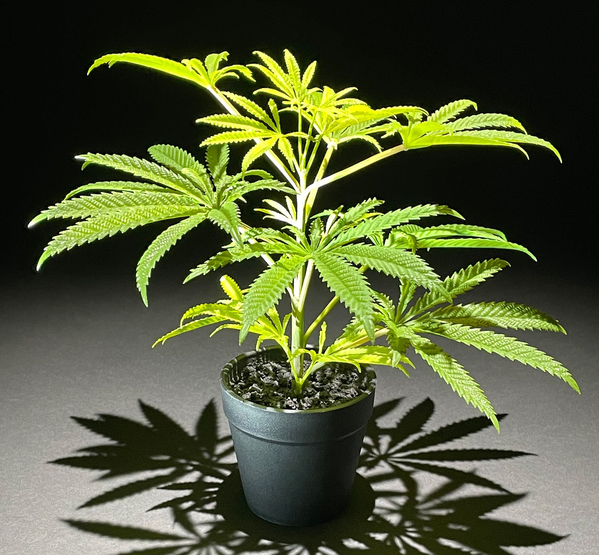 SAPLING 25cm