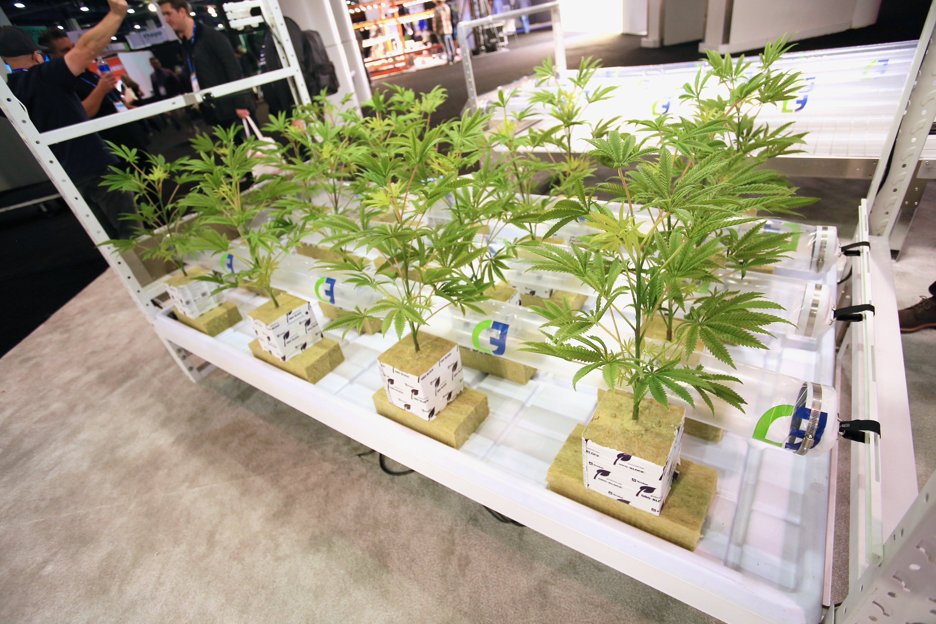 Trade show display: CanopyFlow © Critical Climate - MJBizCon 2022 - Las Vegas