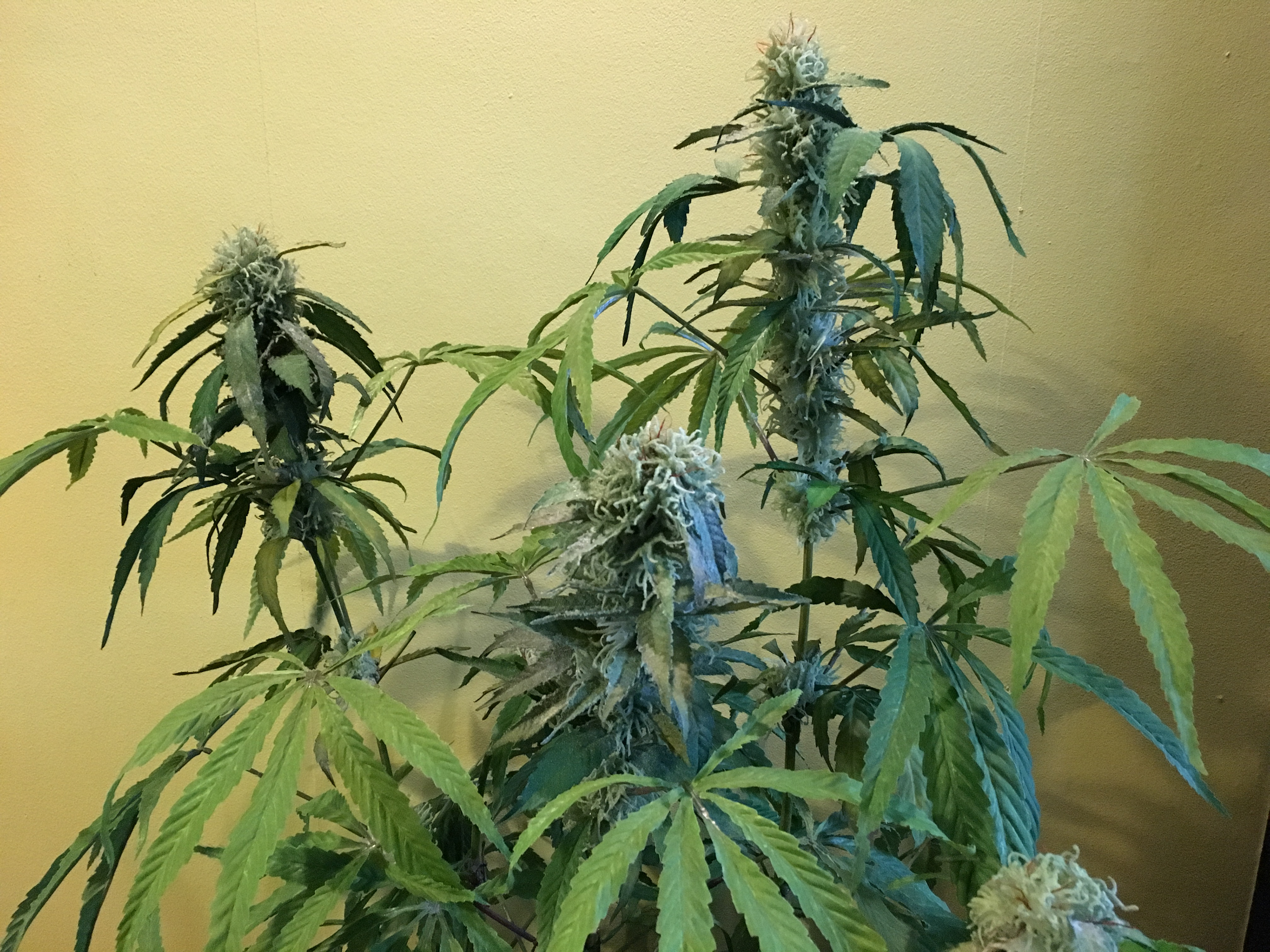 Flowering Tree 'Black Star'