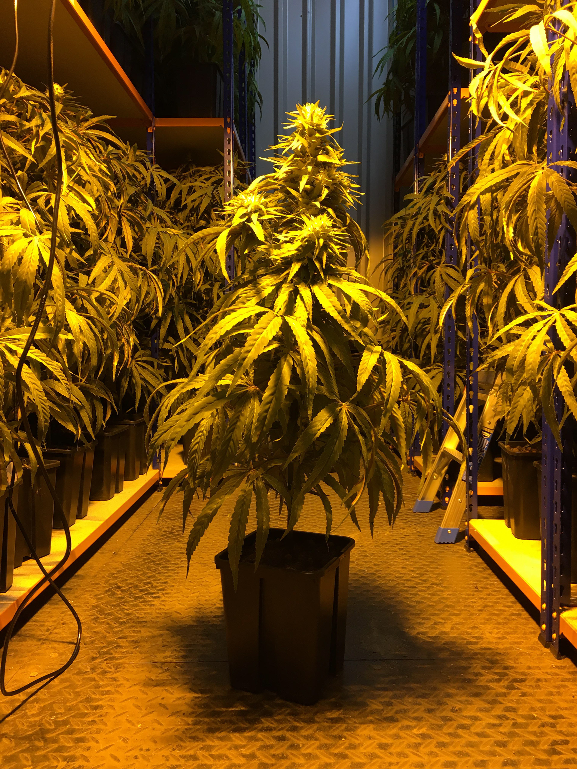 3ft flowering tree