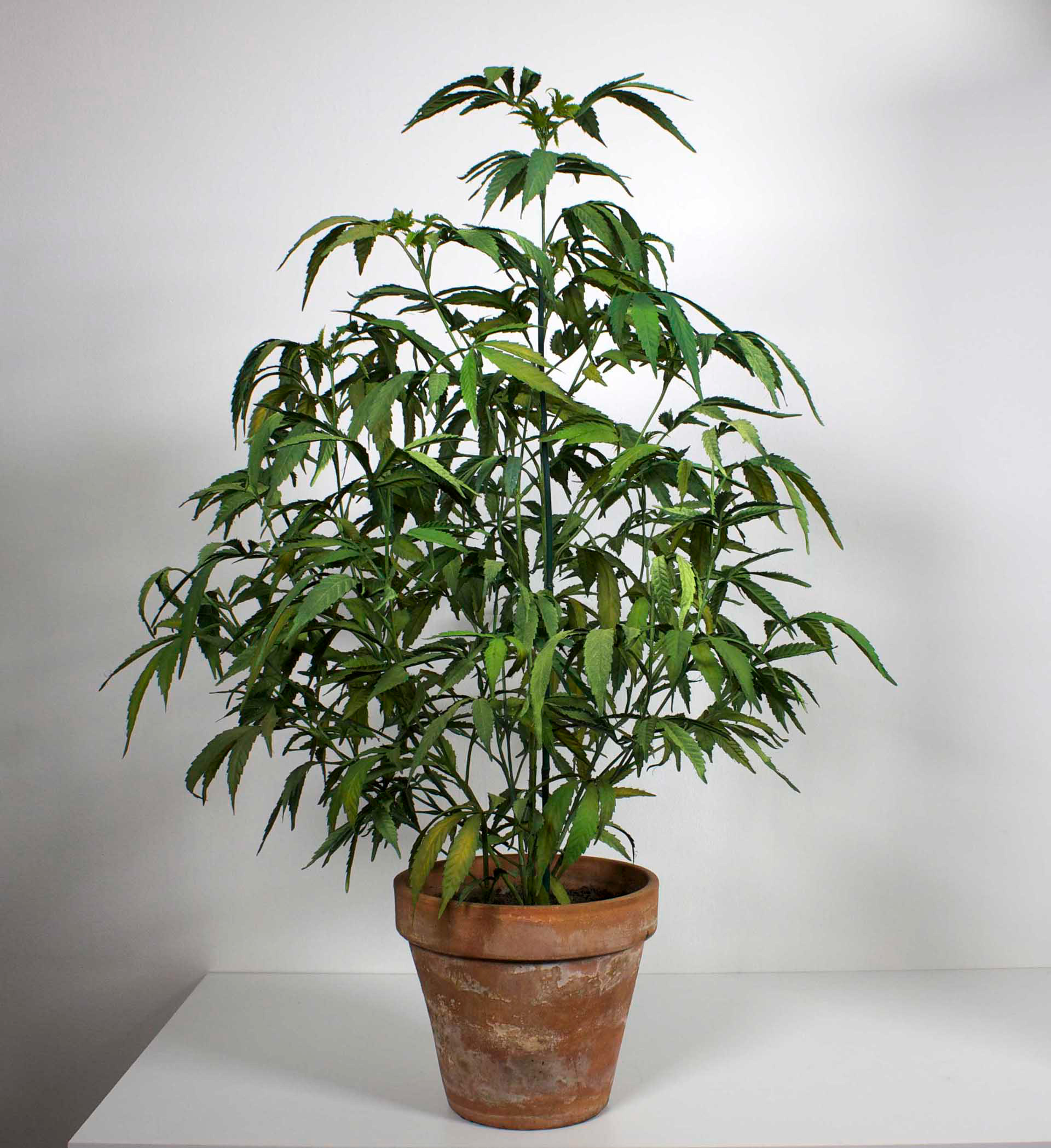 MOTHER PLANT
