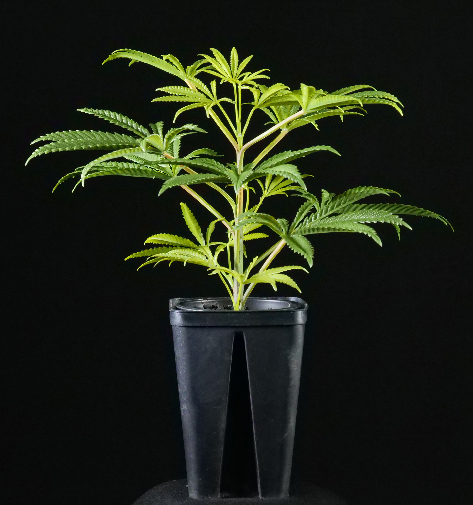 SAPLING 25cm
