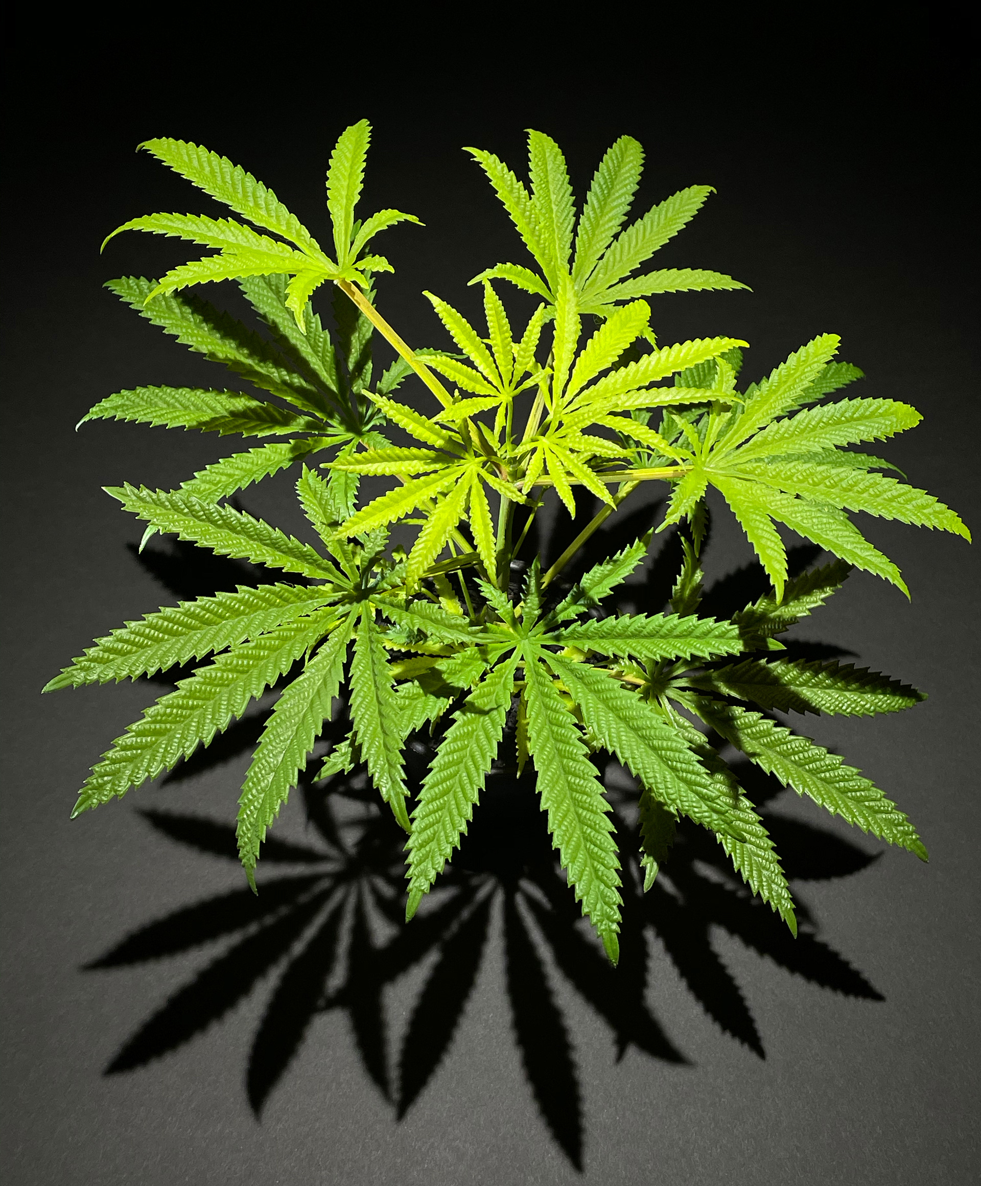 SAPLING 25cm Top view55cm