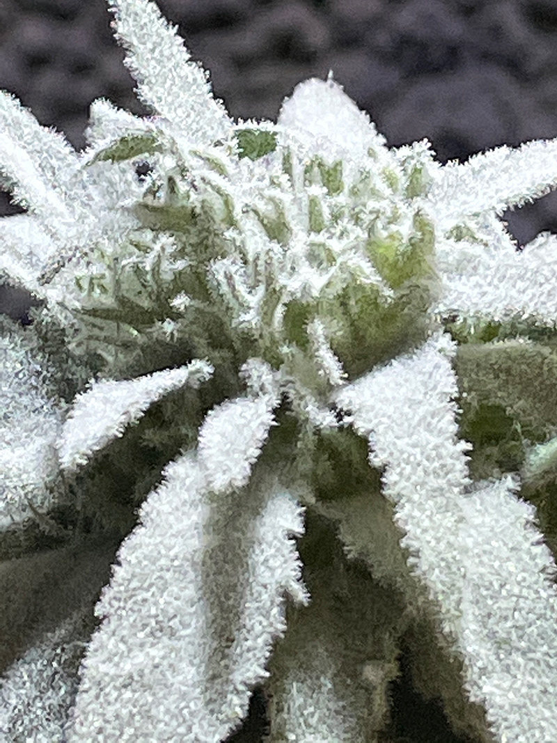 SUGAVISION - Flower Design for Trim Season