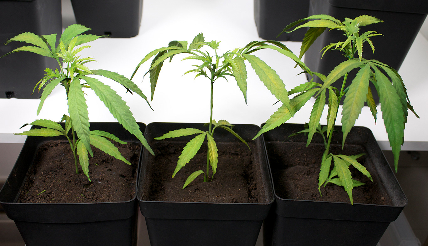 SAPLINGS