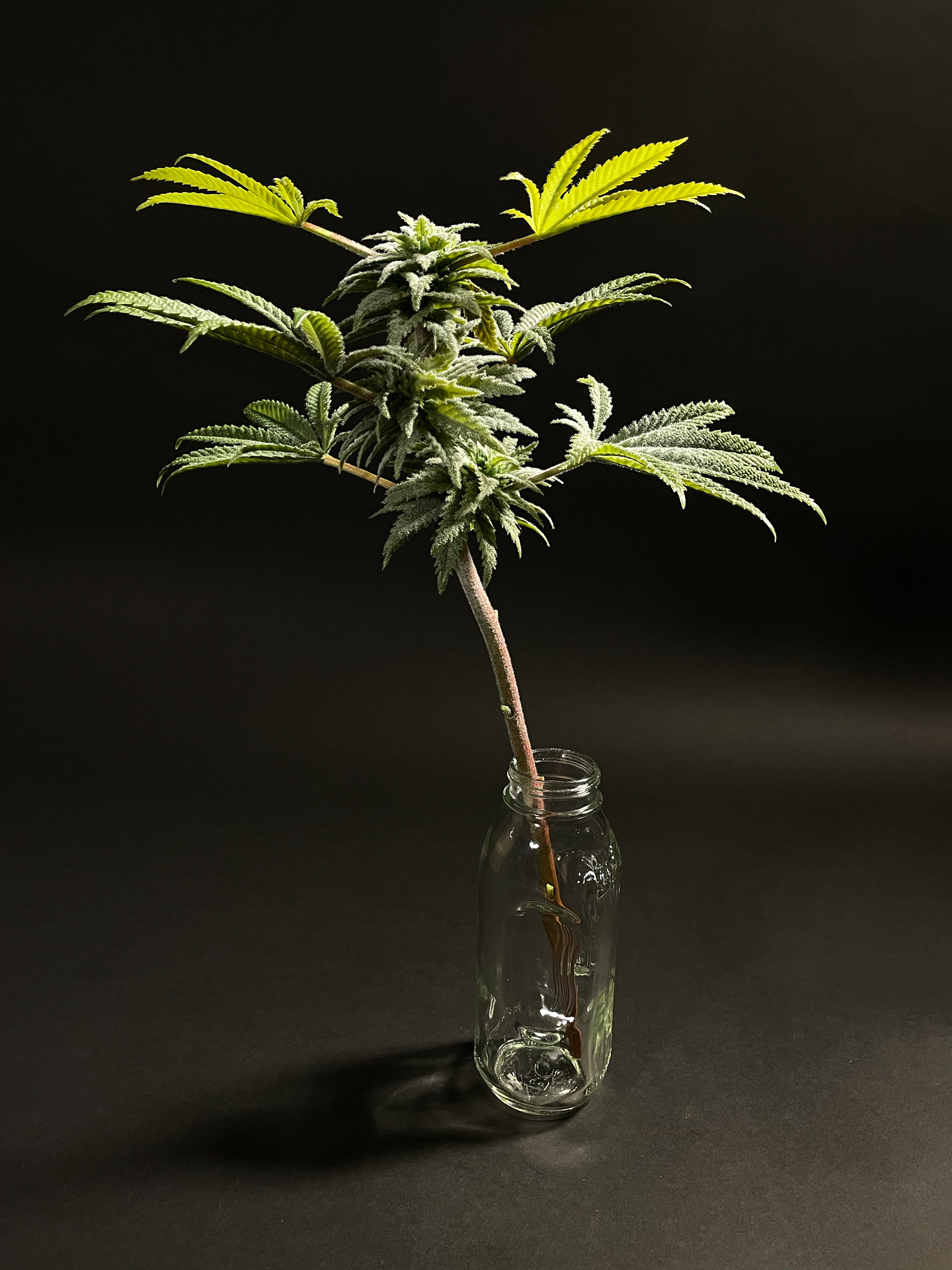 Sativa Flower on stalk