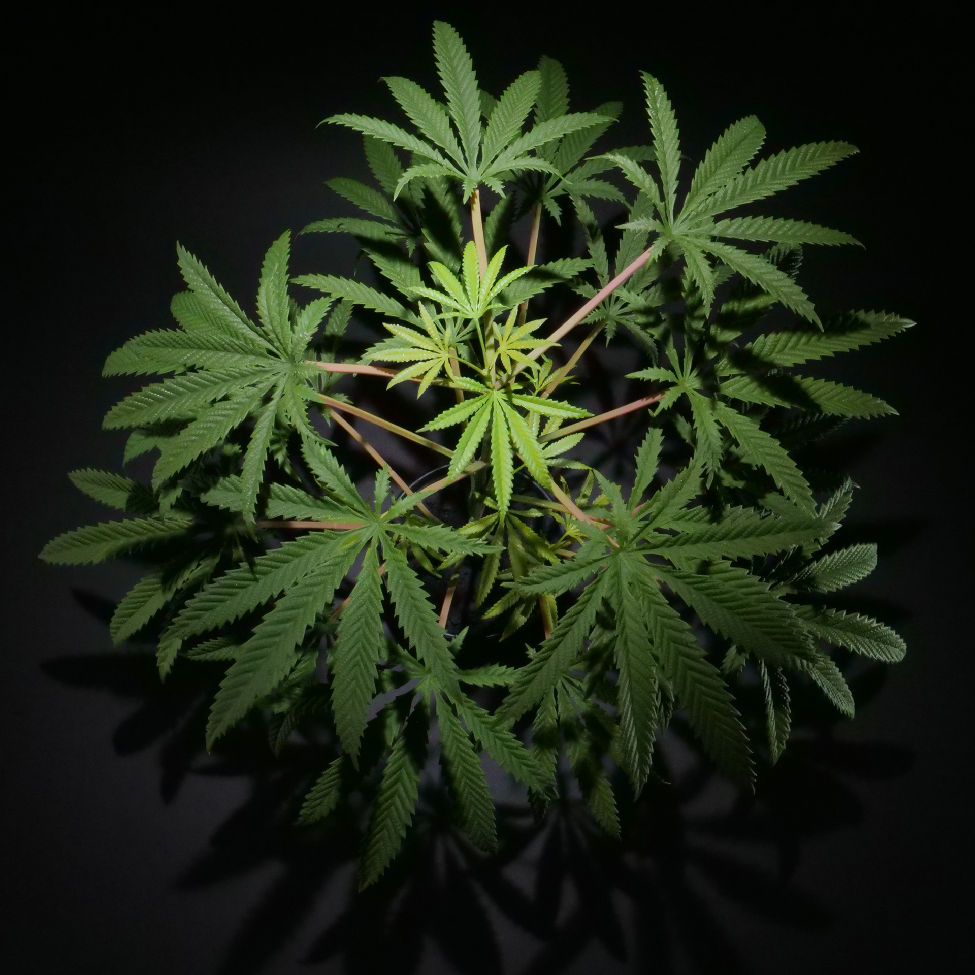PRE-FLOWER 55cm