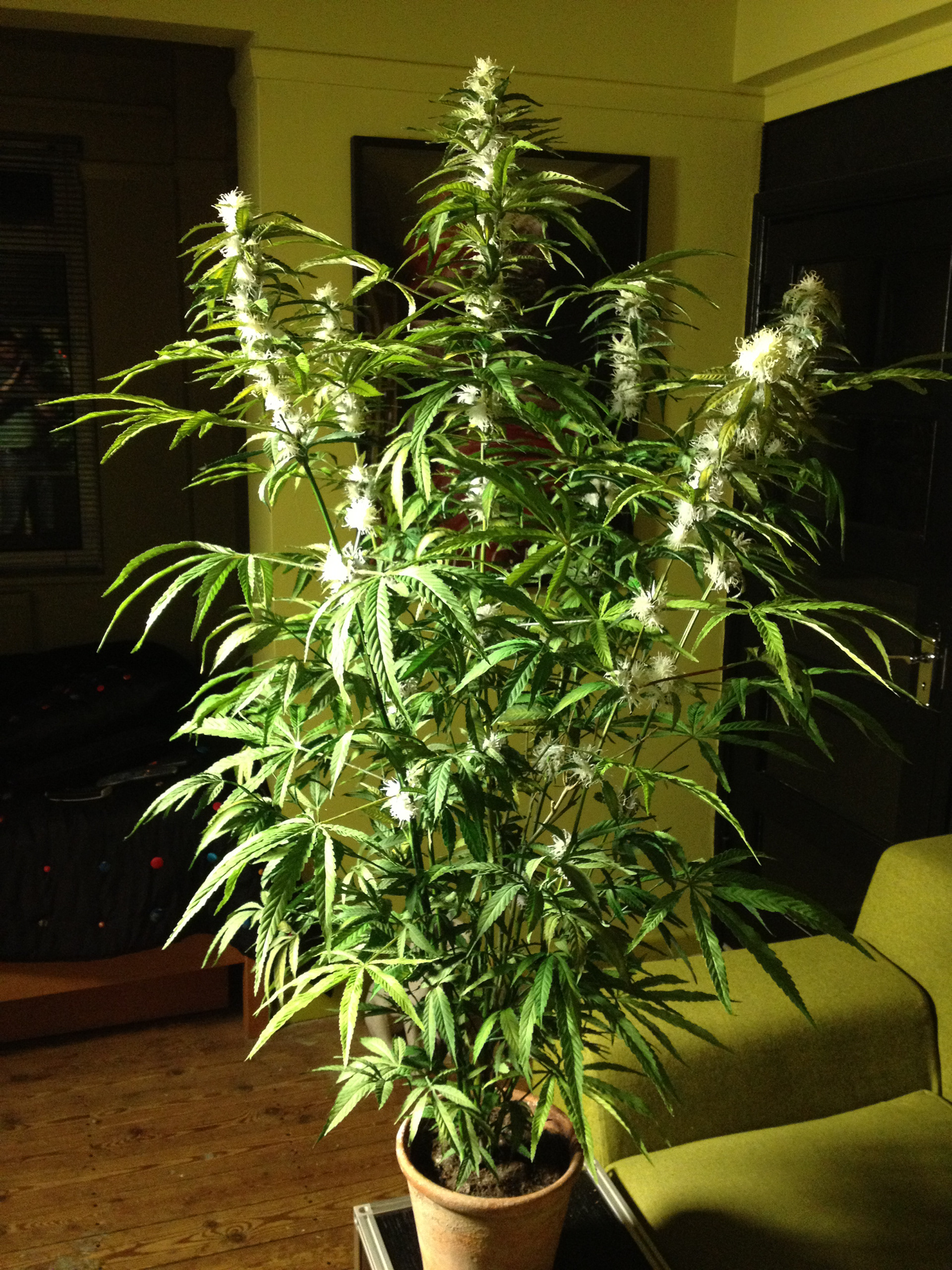 Monster Kush