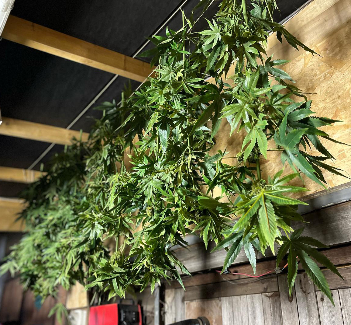 freshly cut untrimmed