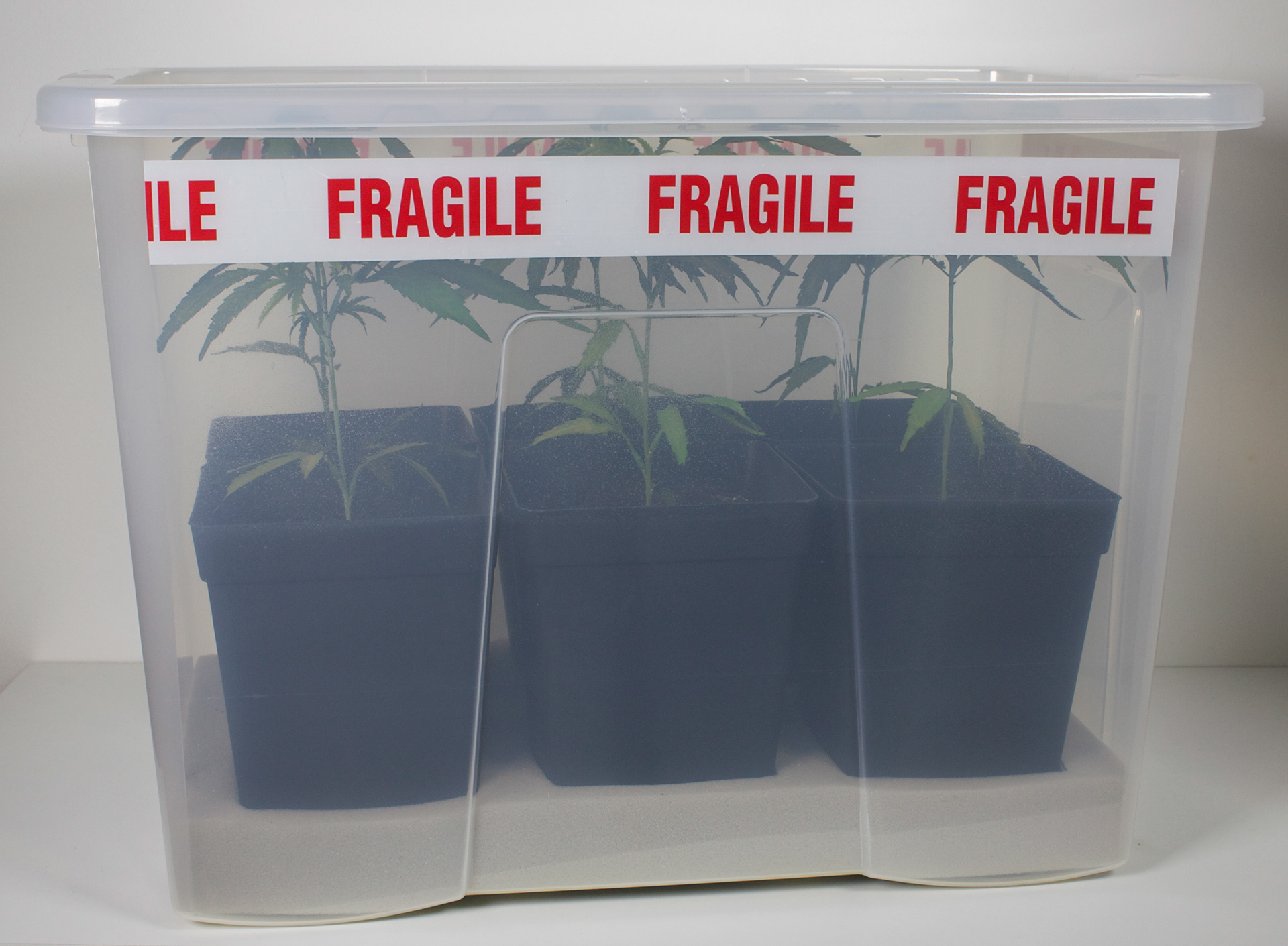 SAPLINGS in Box of 6 units