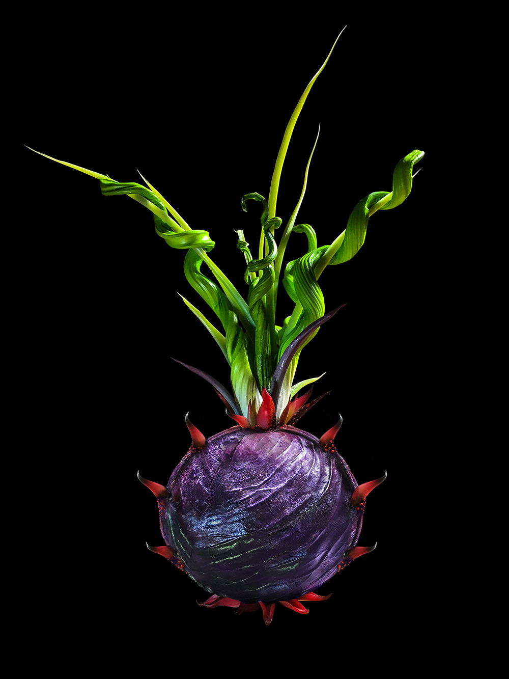 JUPITER'S PLUM Jupiter's Plum