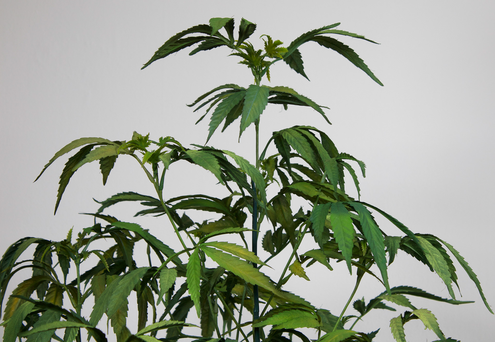 MOTHER PLANT detail