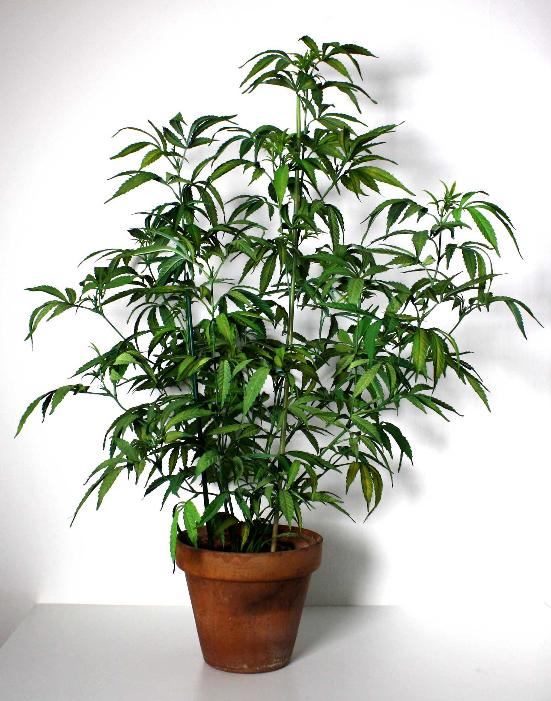 MOTHER PLANT