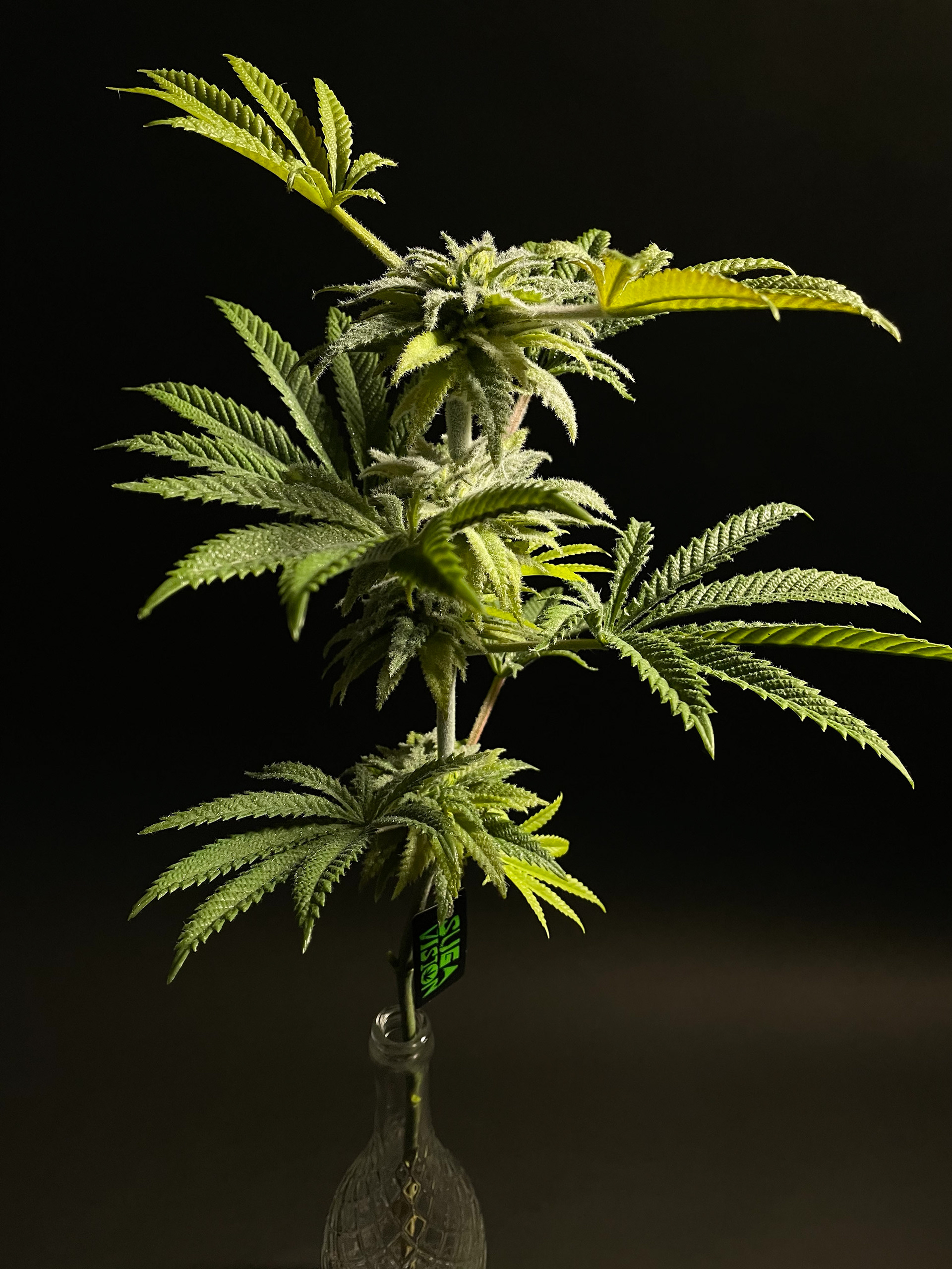 Sativa Flower on Stalk