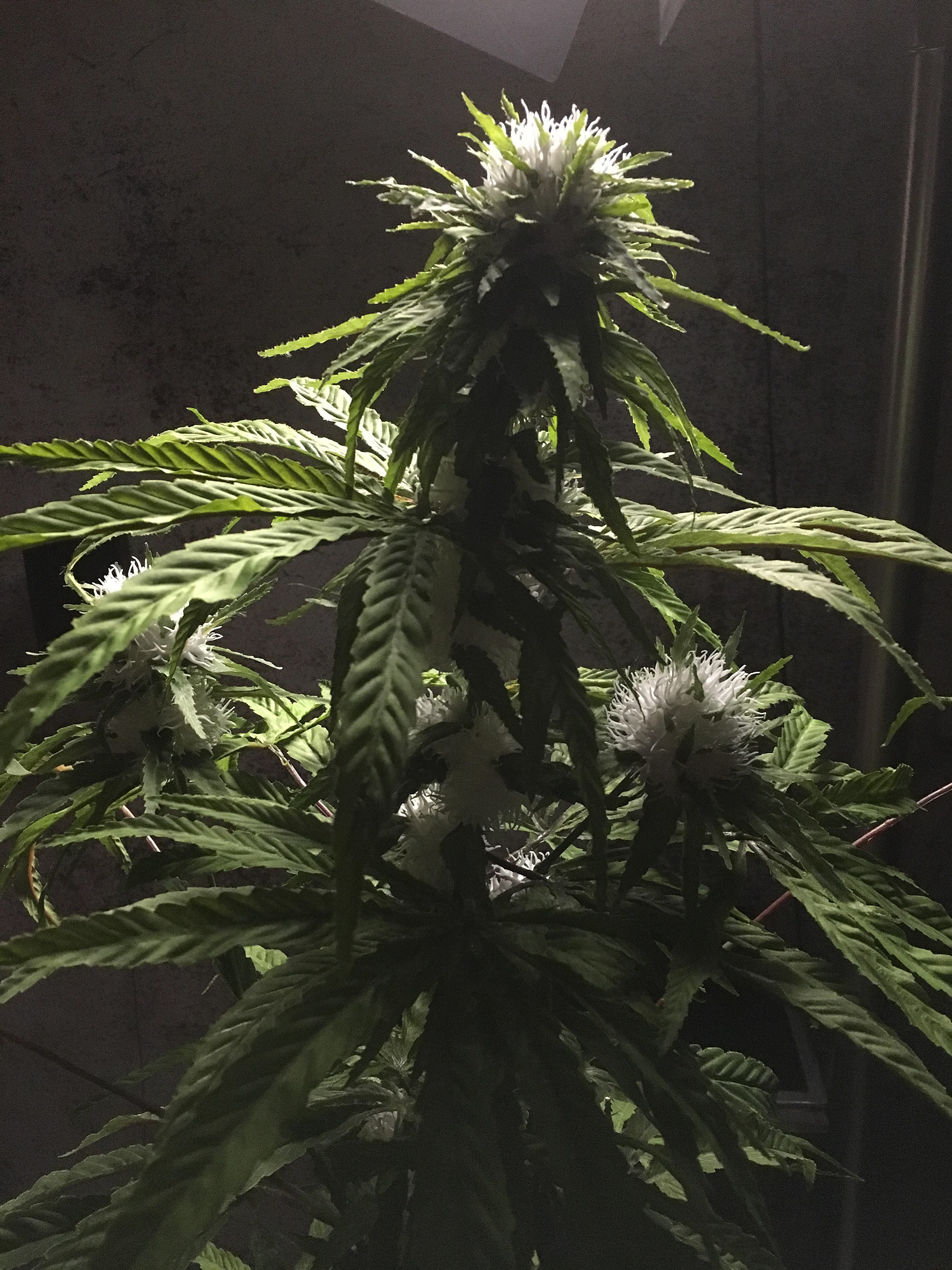 Flowering Sativa close up