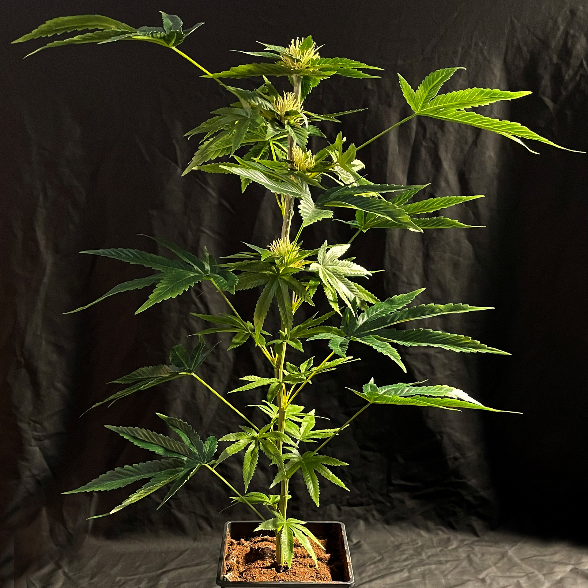 SugaPop Indica-Sativa