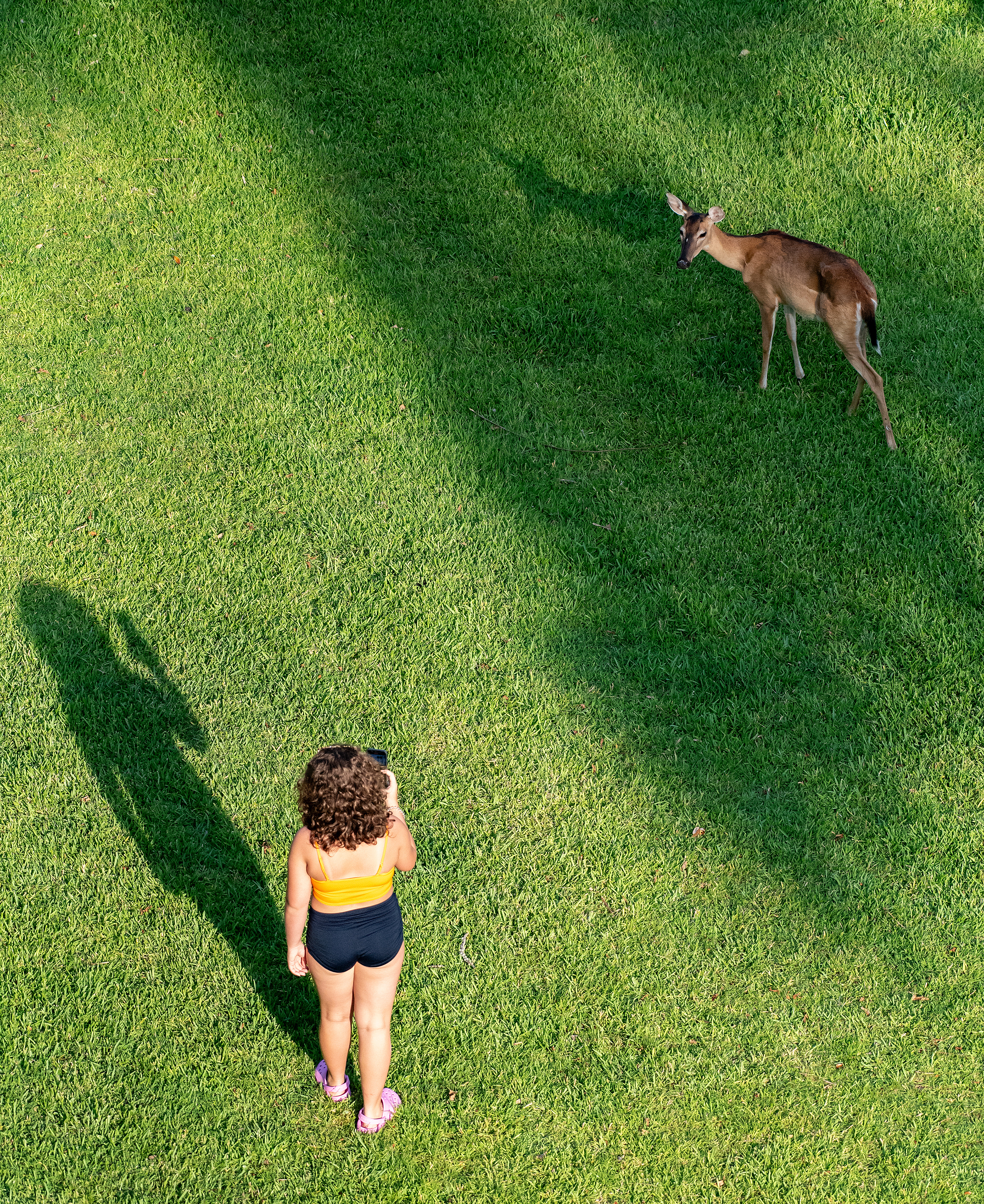 Deer love grapes!