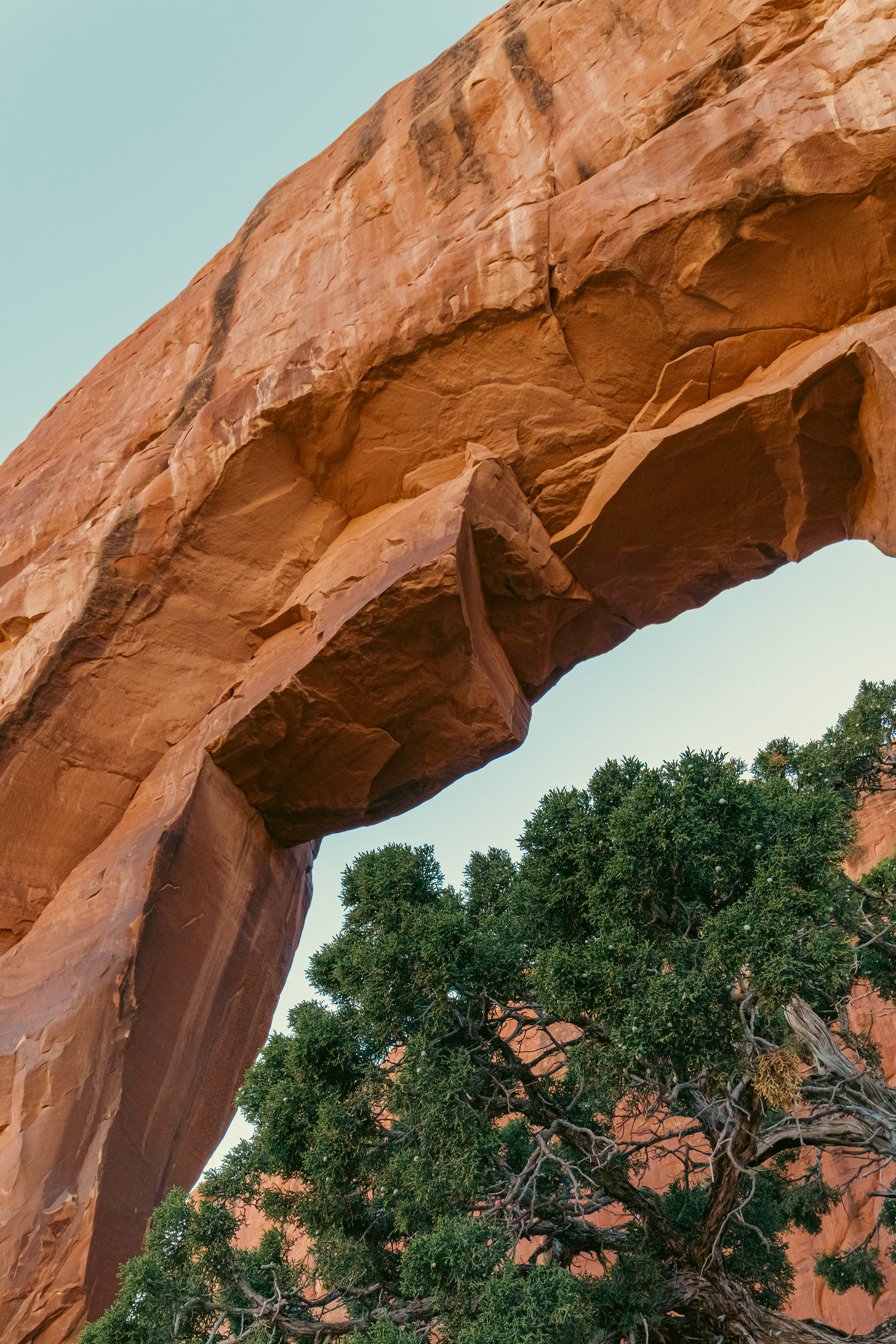 Rock & tree