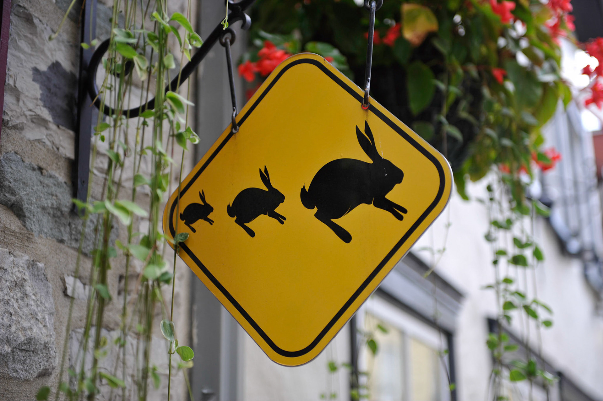 Lapin, lapin, lapin…