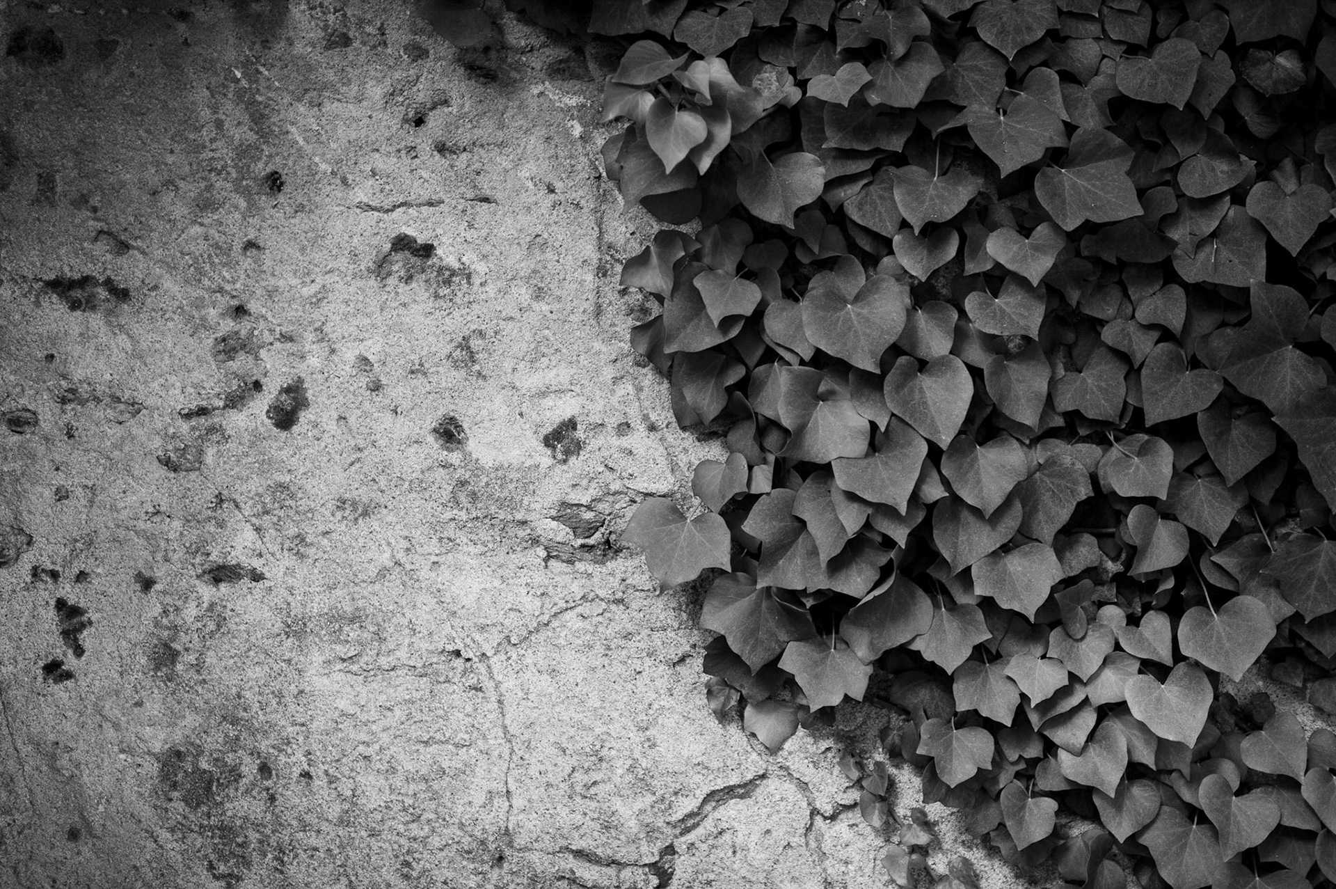 Camouflage