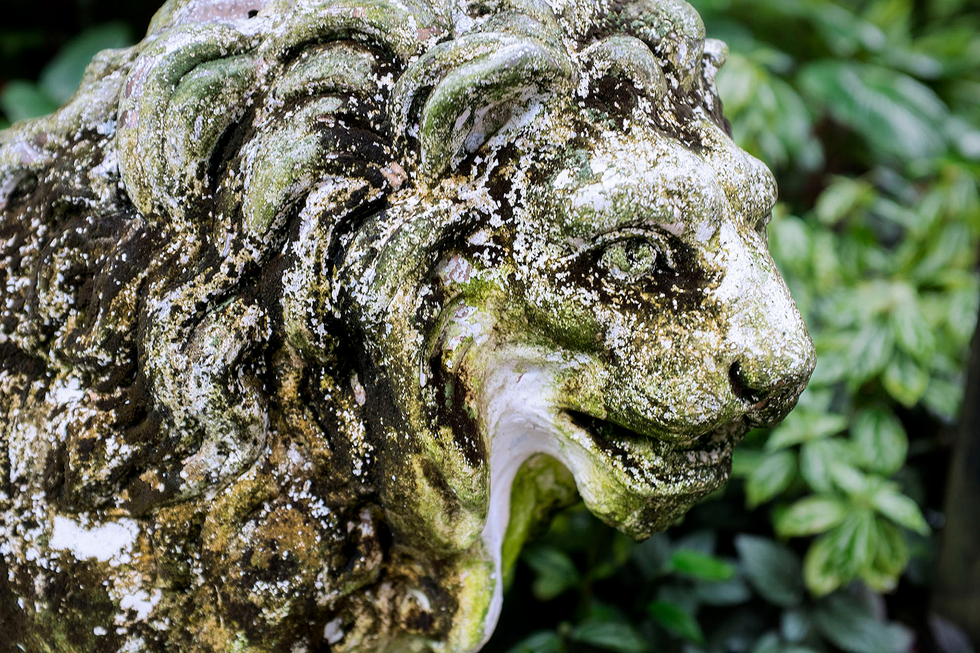 Garden Lion