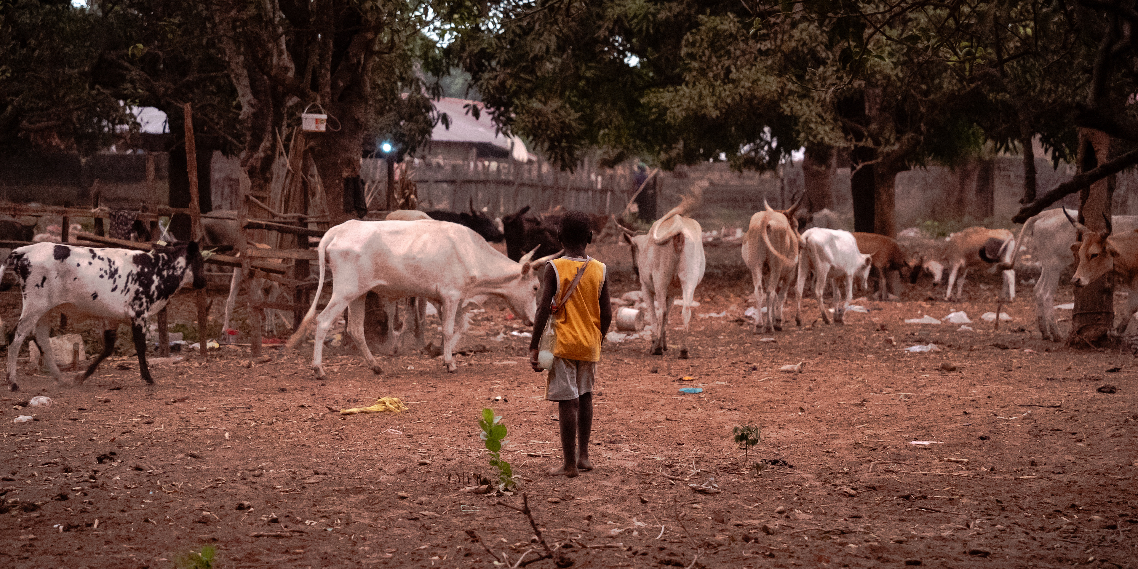à la nuit tombante, les enfants rentrent les troupeaux 