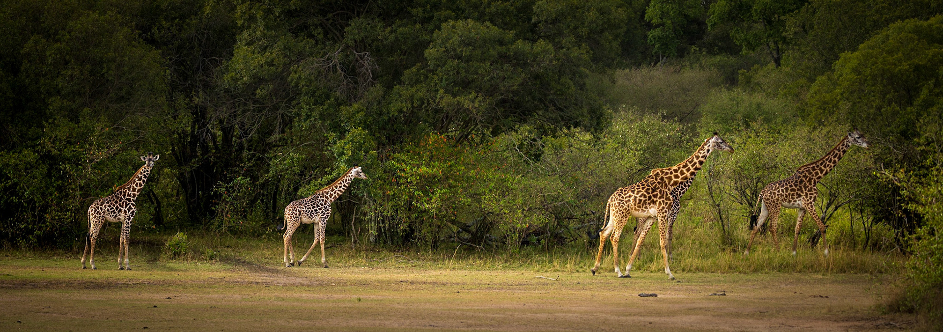 Follow the Leader