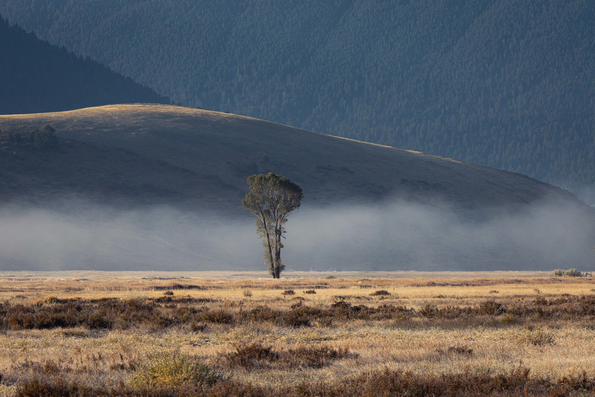 Misty Tree