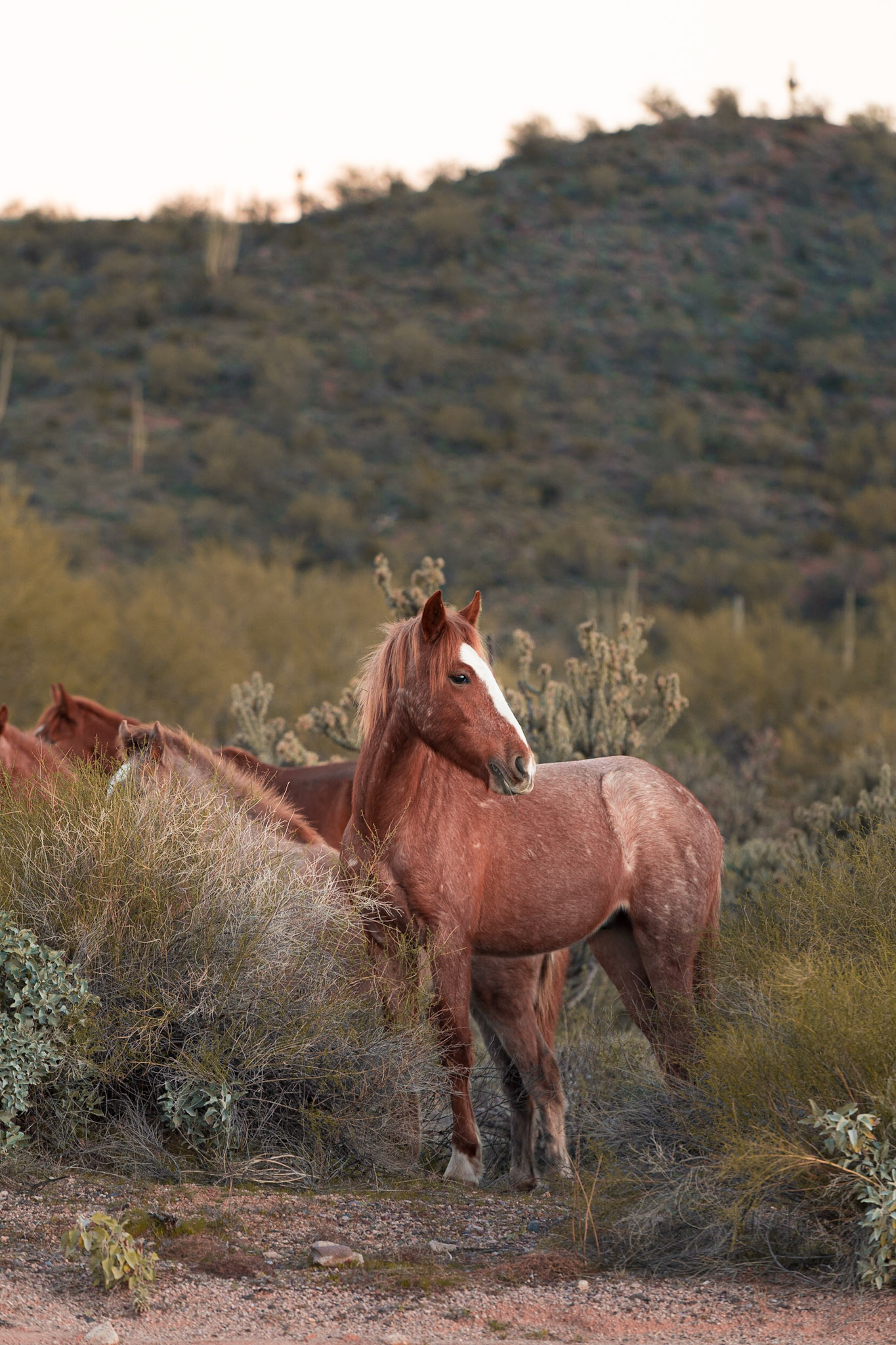 Wild Horse Pass