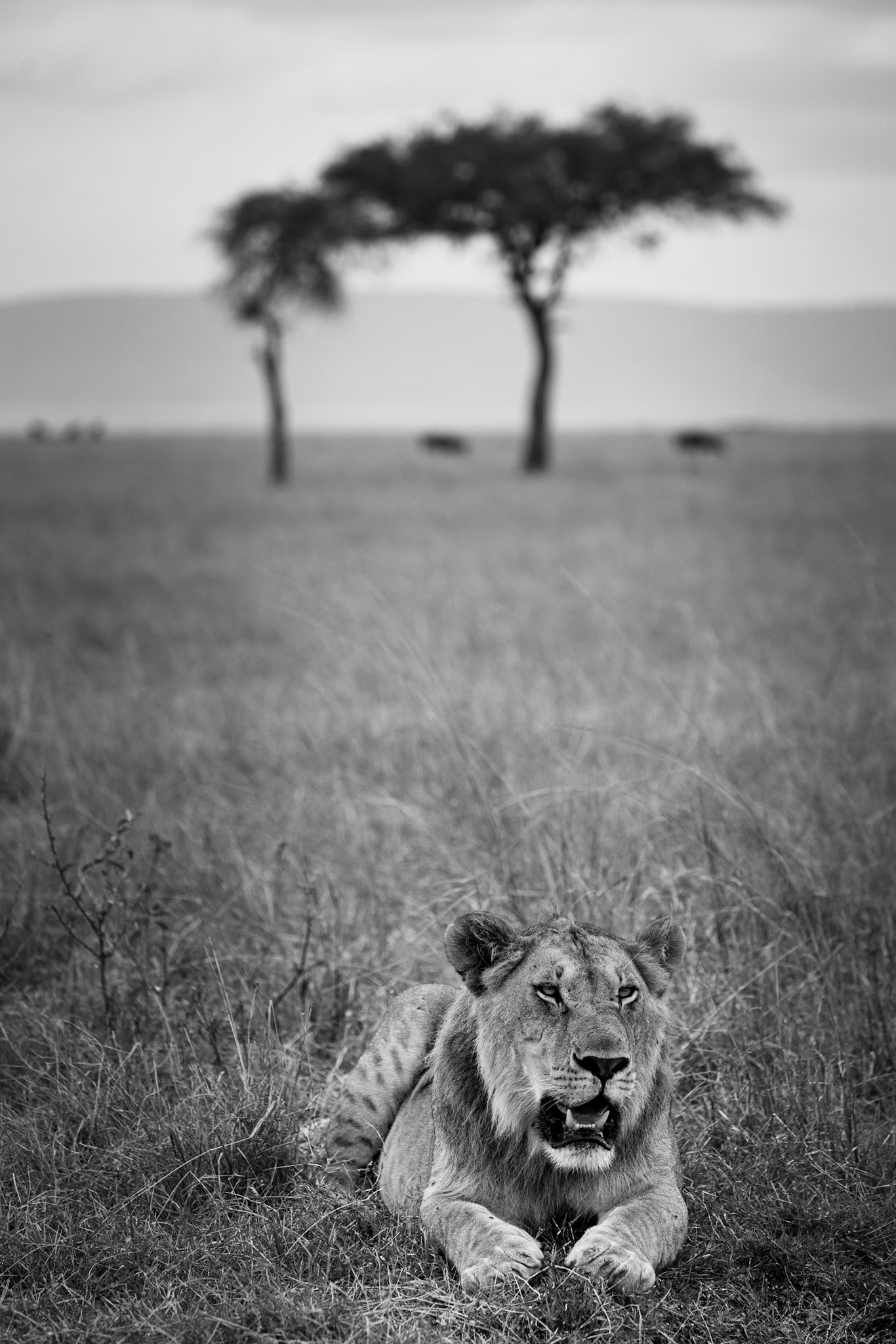 King of the Jungle