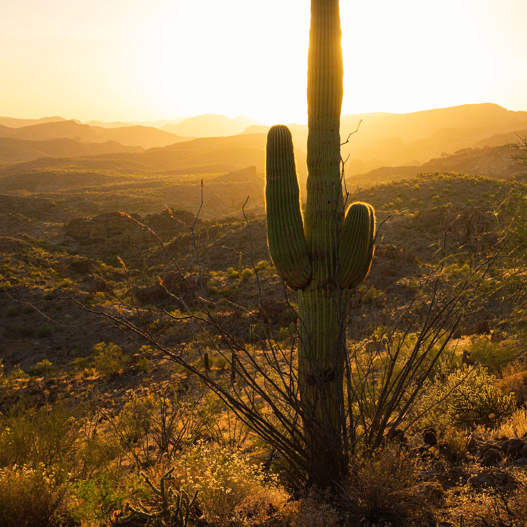 Golden Saguaro