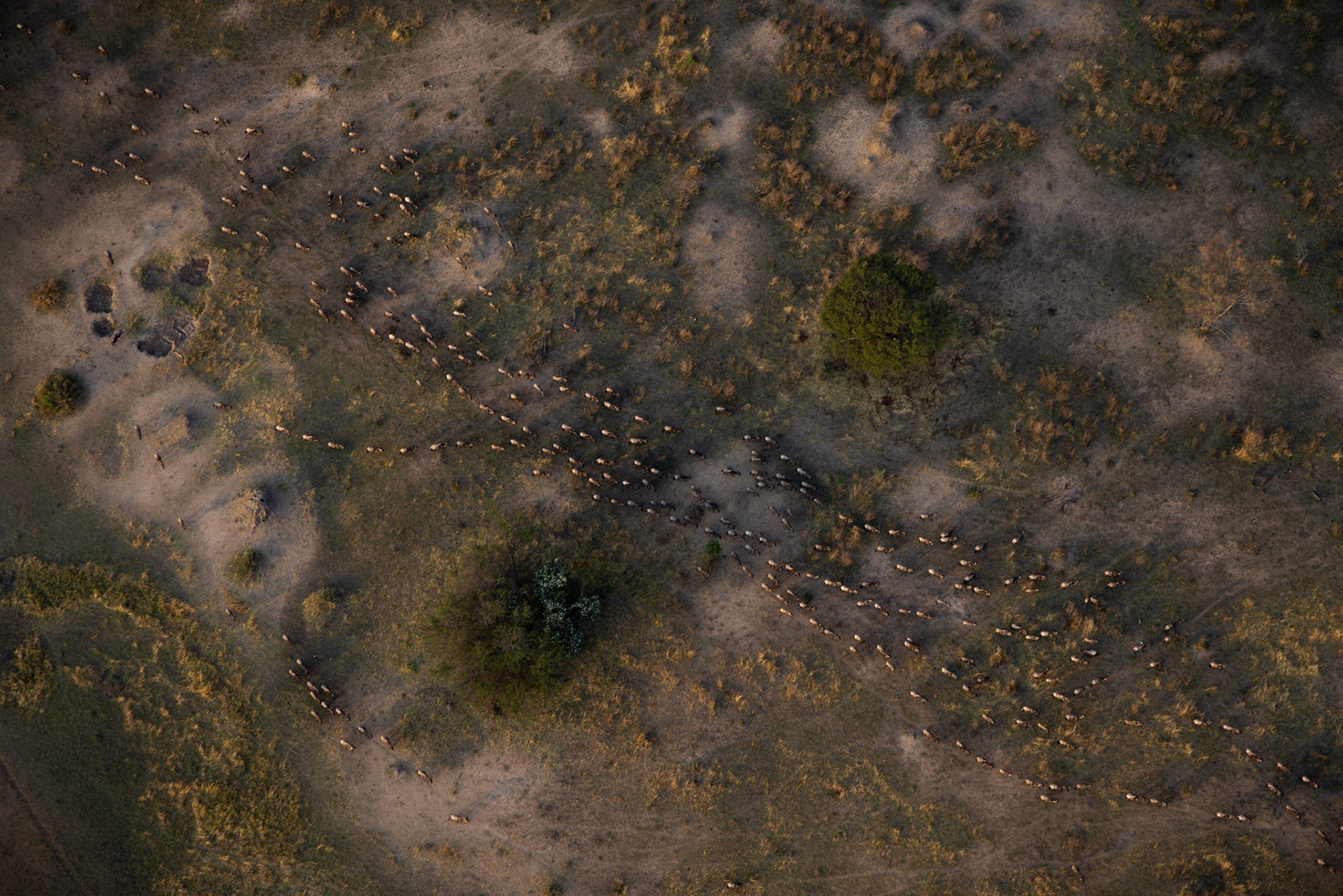 Great Migration