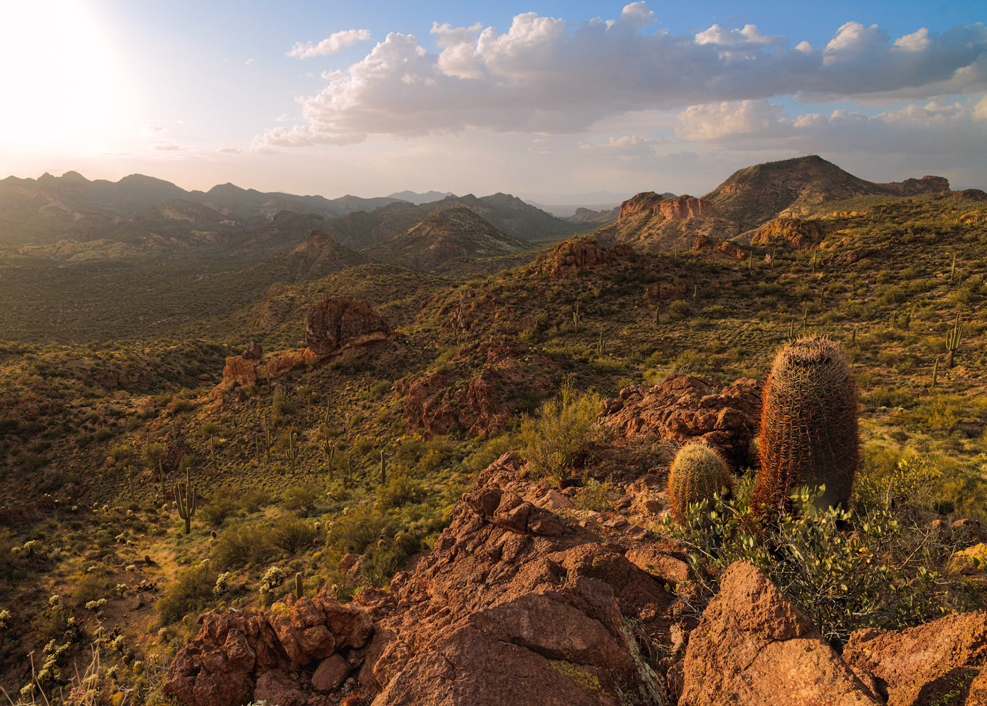 Sonoran Spring