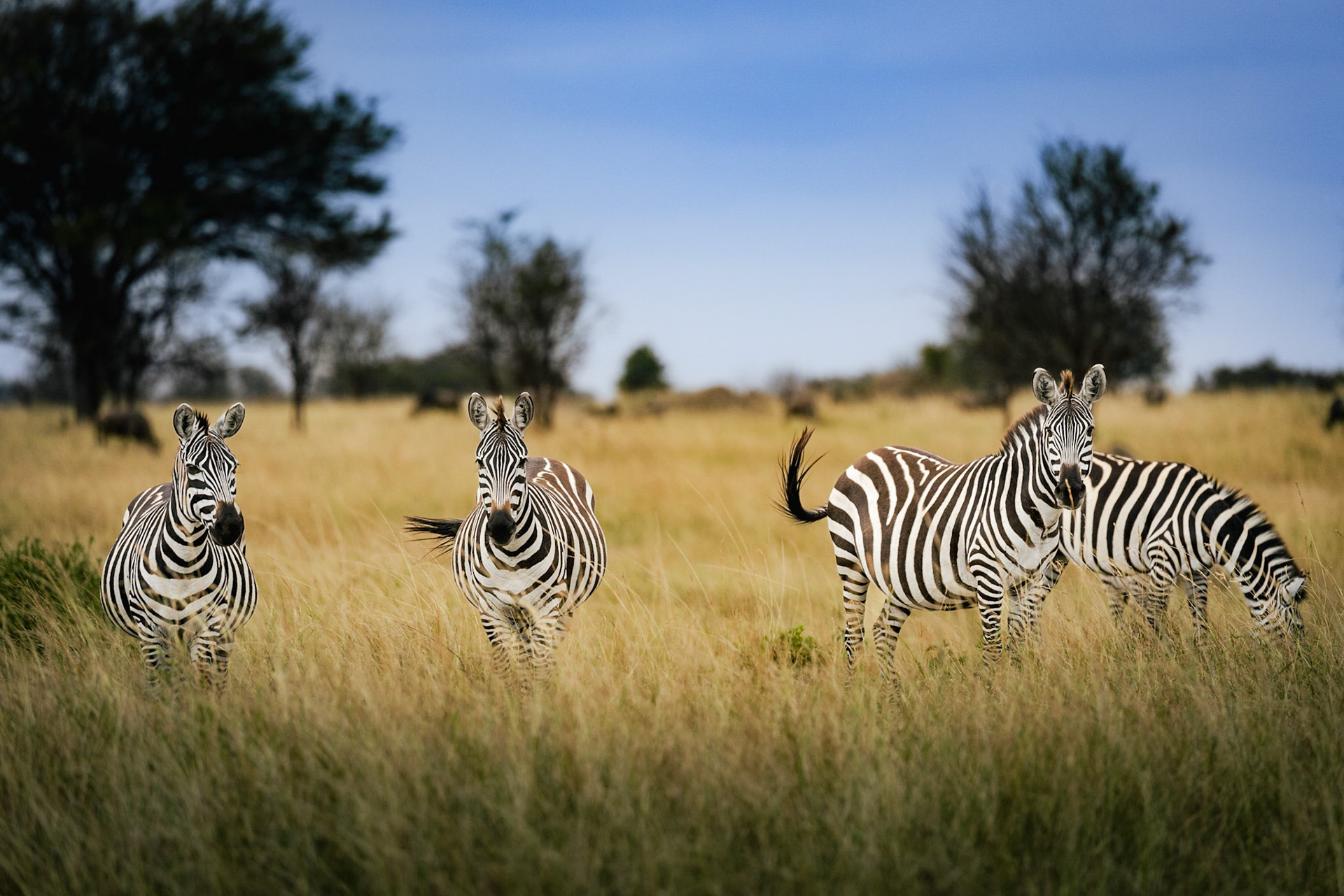 Earn Your Stripes
