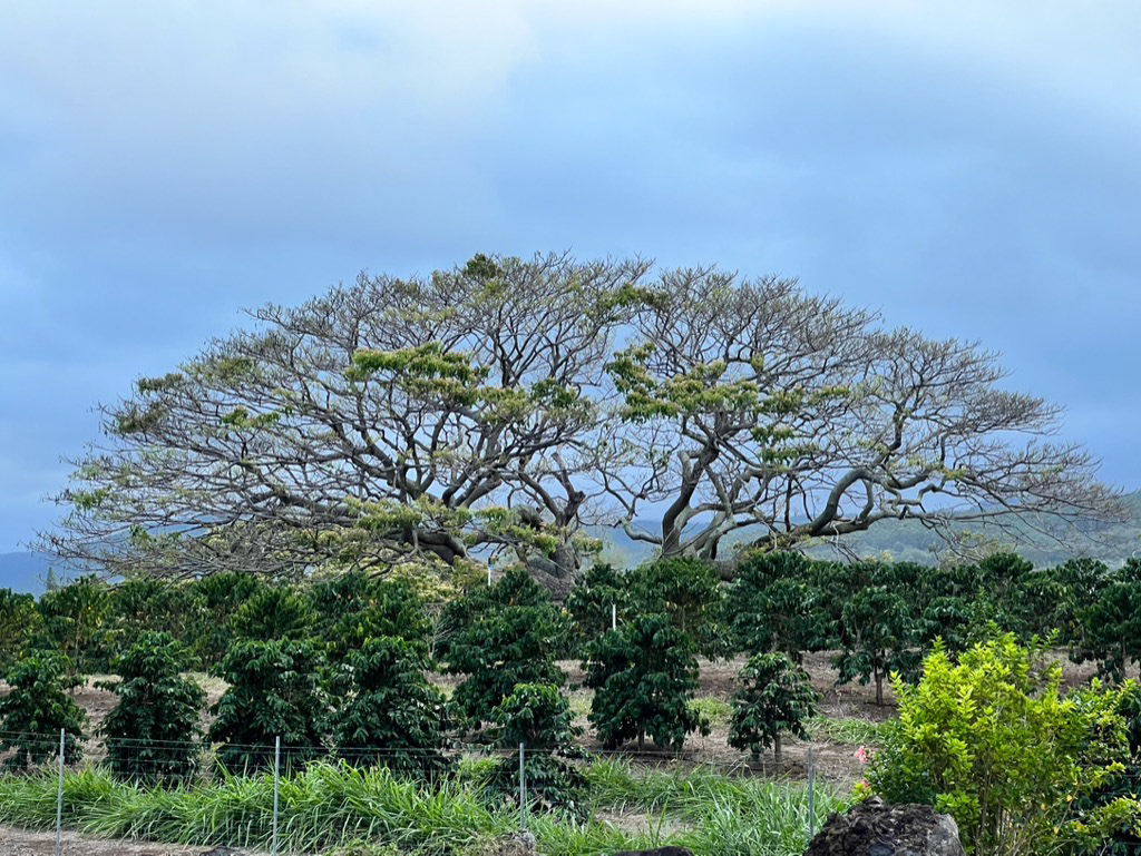 Hawai'i
