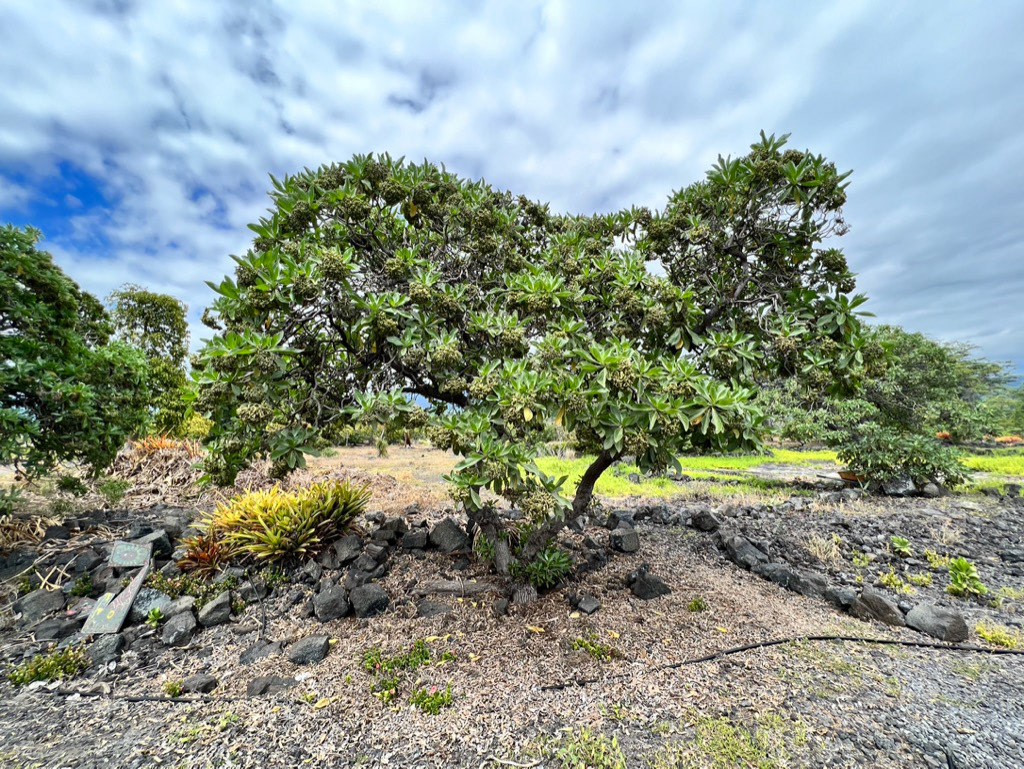 Old Kona Airport State Recreation Area