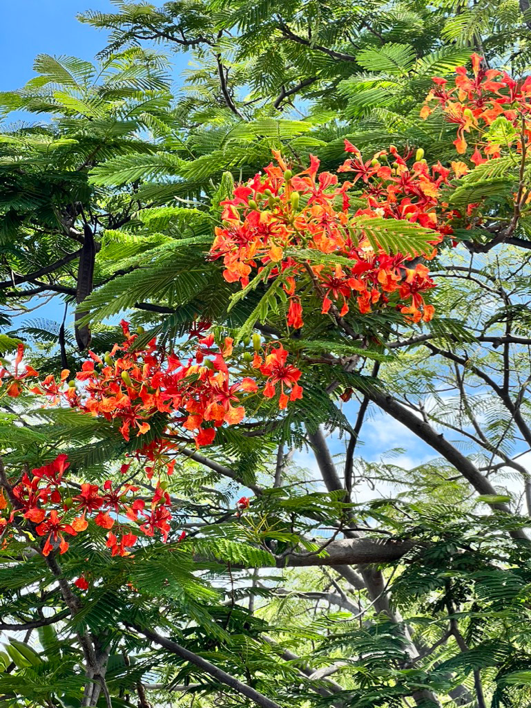 Old Kona Airport State Recreation Area