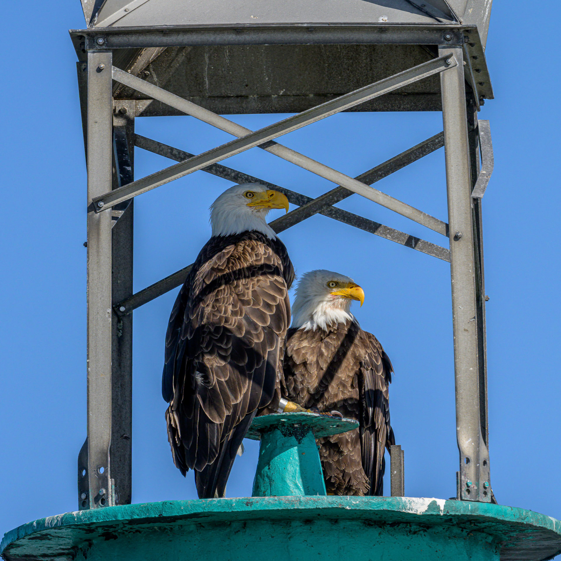 Bald Eagle couple