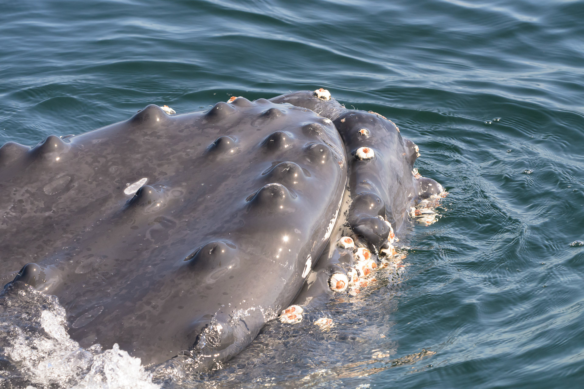 Up close and personal with a Humpback Whale