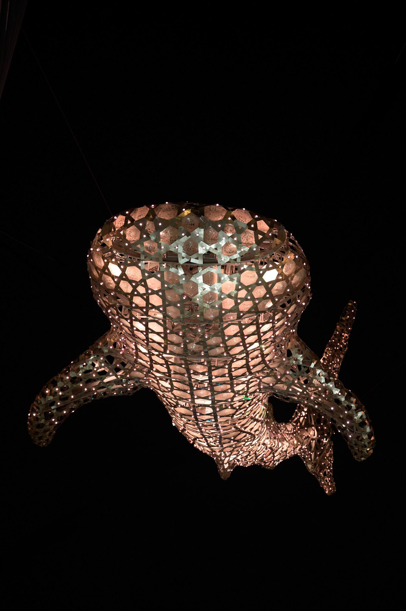 Whale Shark Qatar